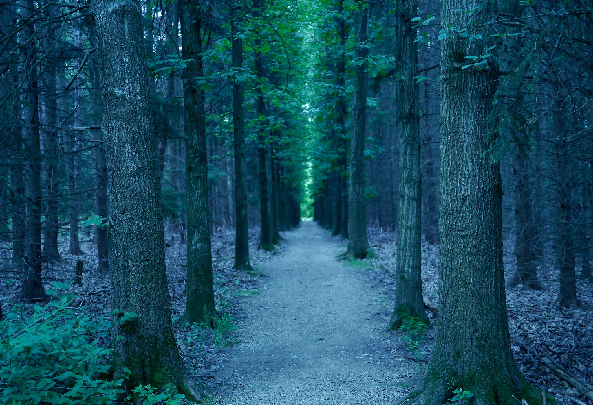A path through a dark, blue-toned forest HD Wallpaper