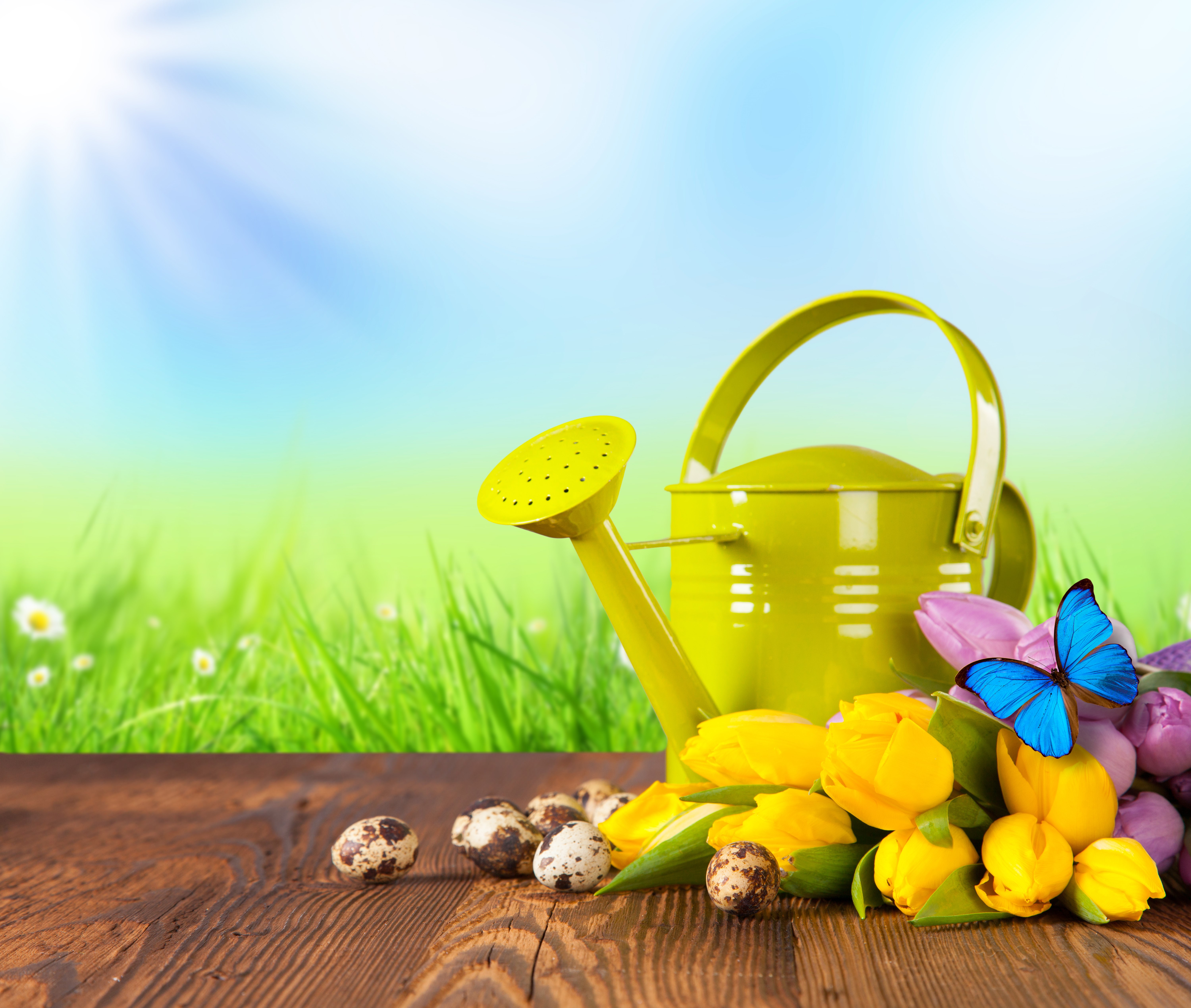 Easter still life with tulips, eggs, and watering can HD Wallpaper