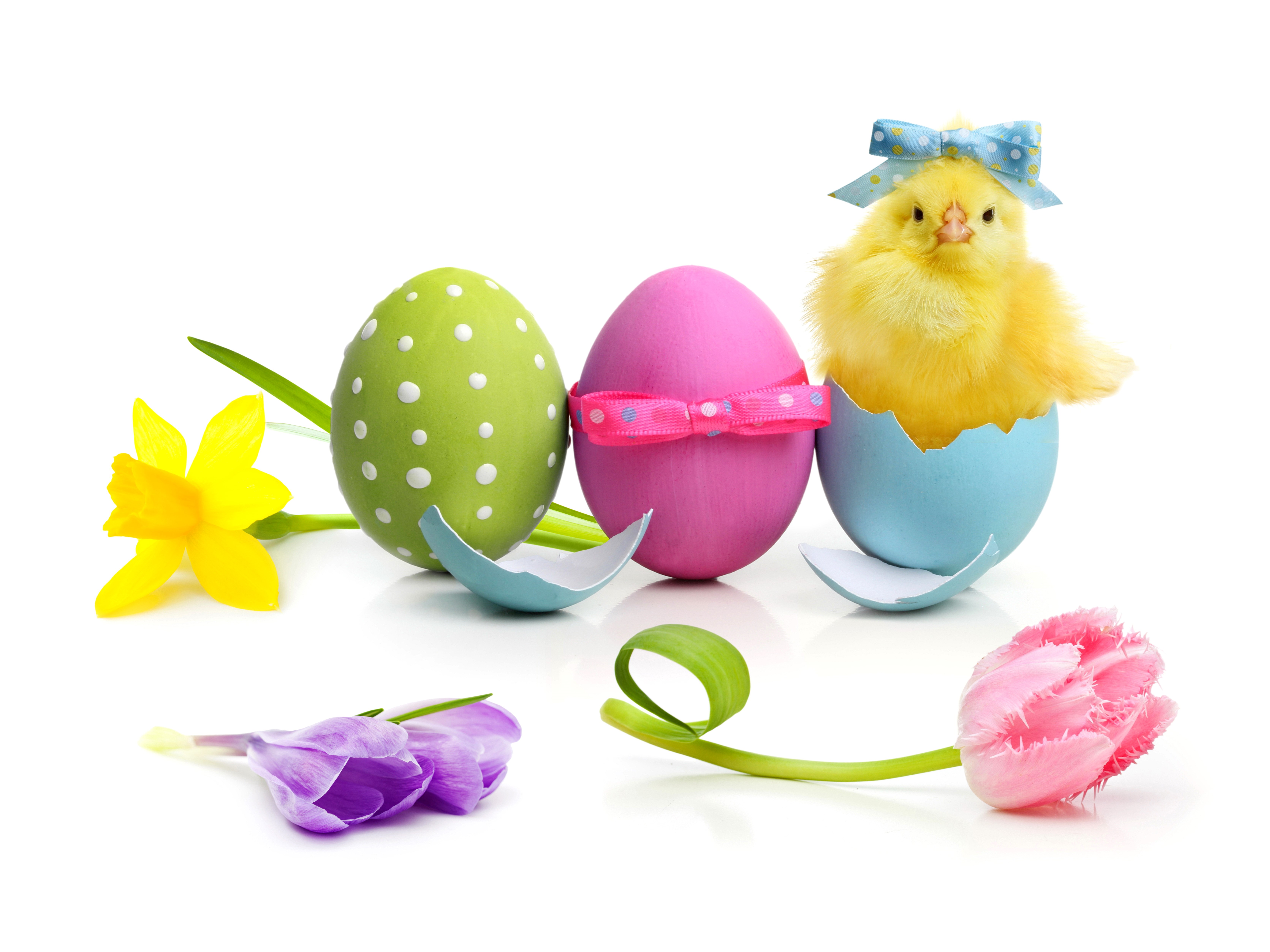 Easter chick hatching from egg with flowers HD Wallpaper