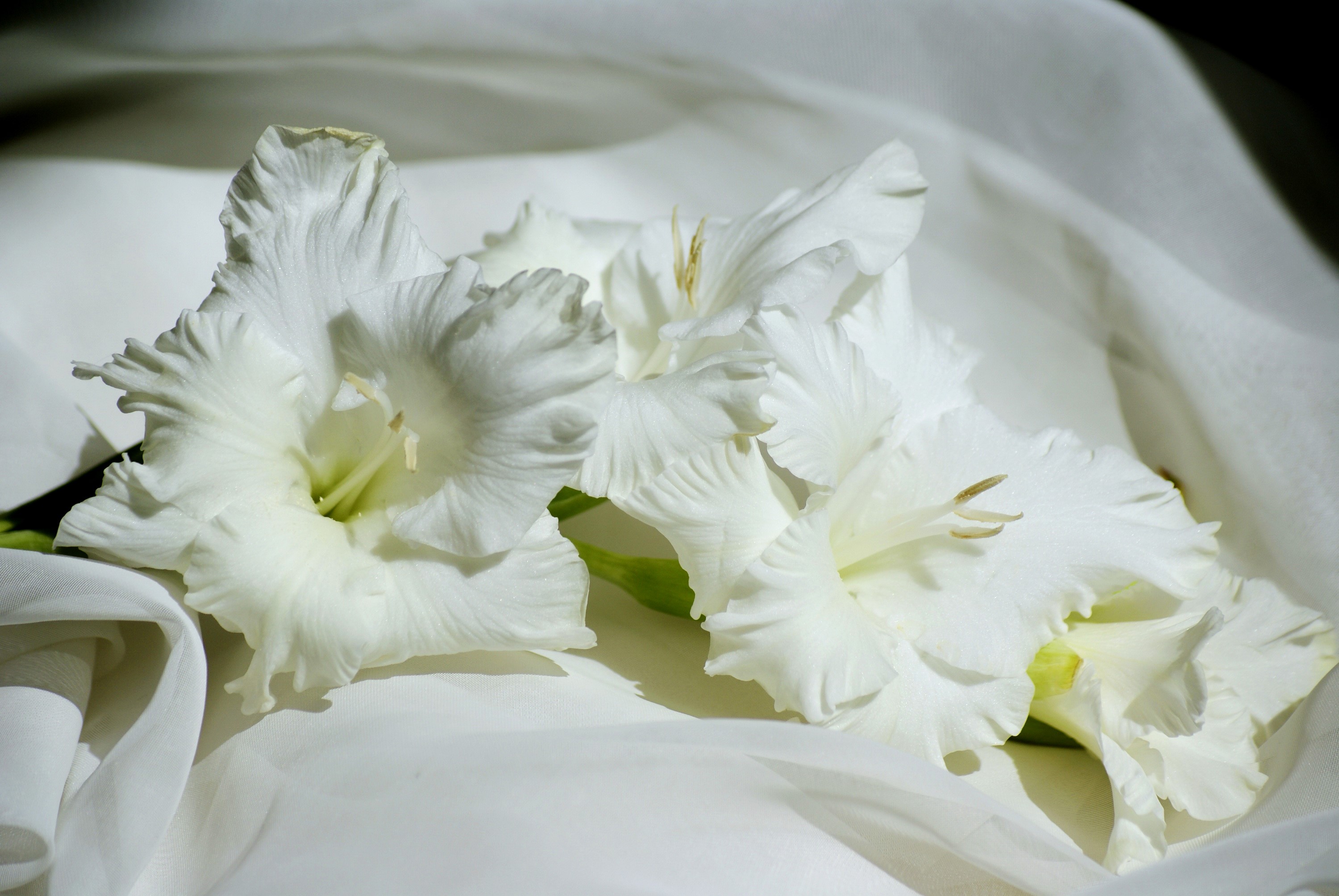 White Gladioluses on White Fabric HD Wallpaper
