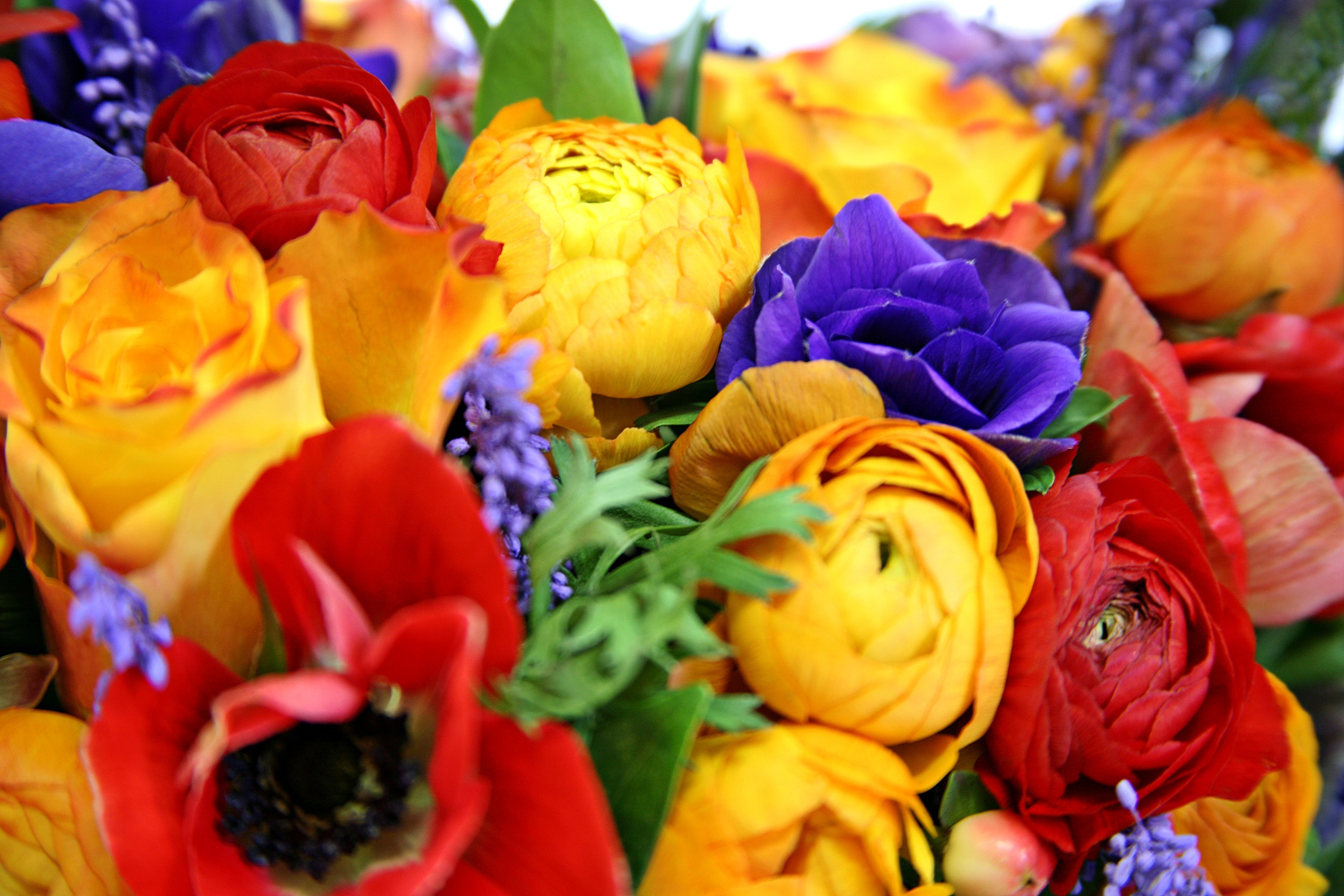 Colorful bouquet of Roses, Ranunculus, and Poppies HD Wallpaper