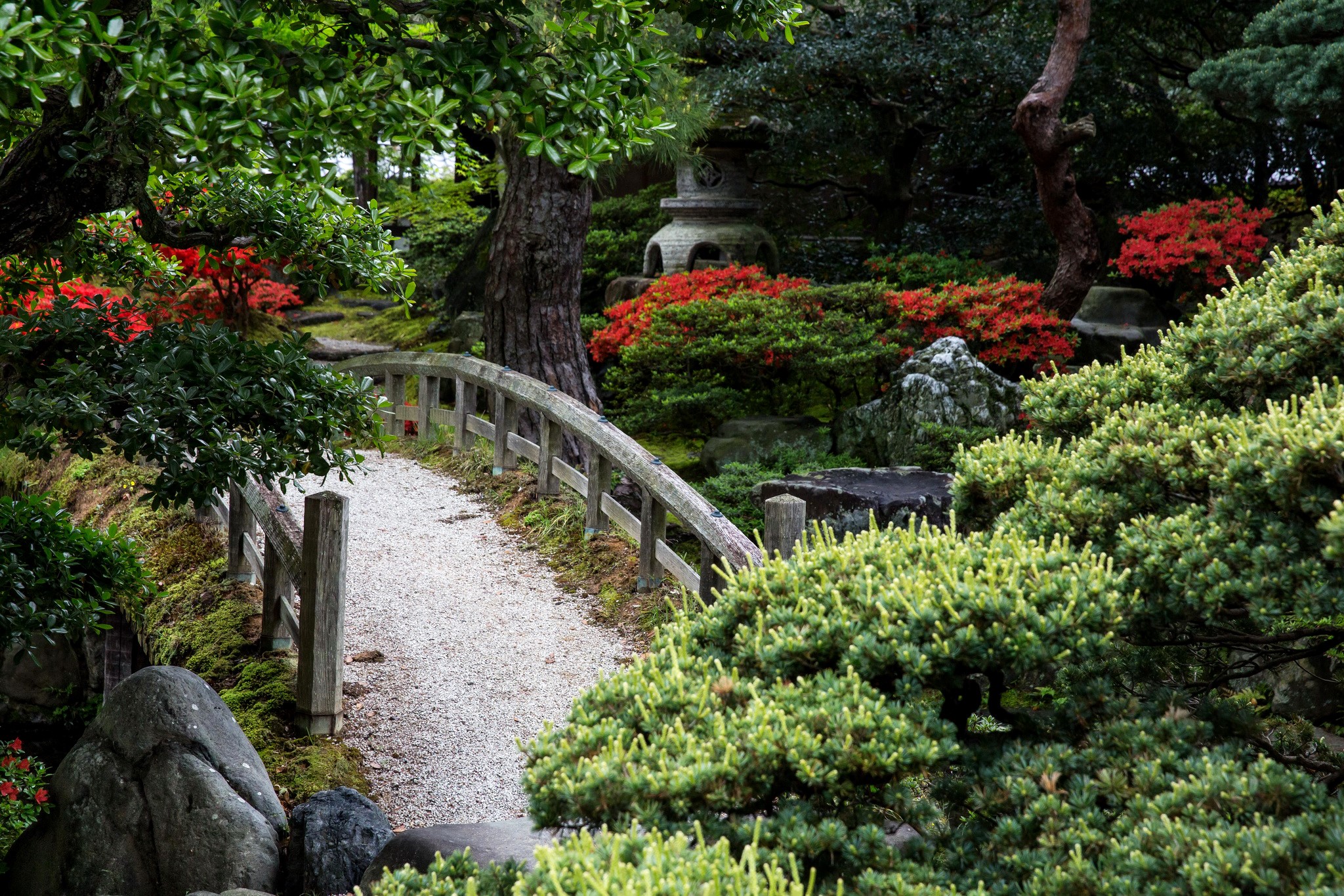 Japanese garden with a wooden bridge and flowering shrubs HD Wallpaper