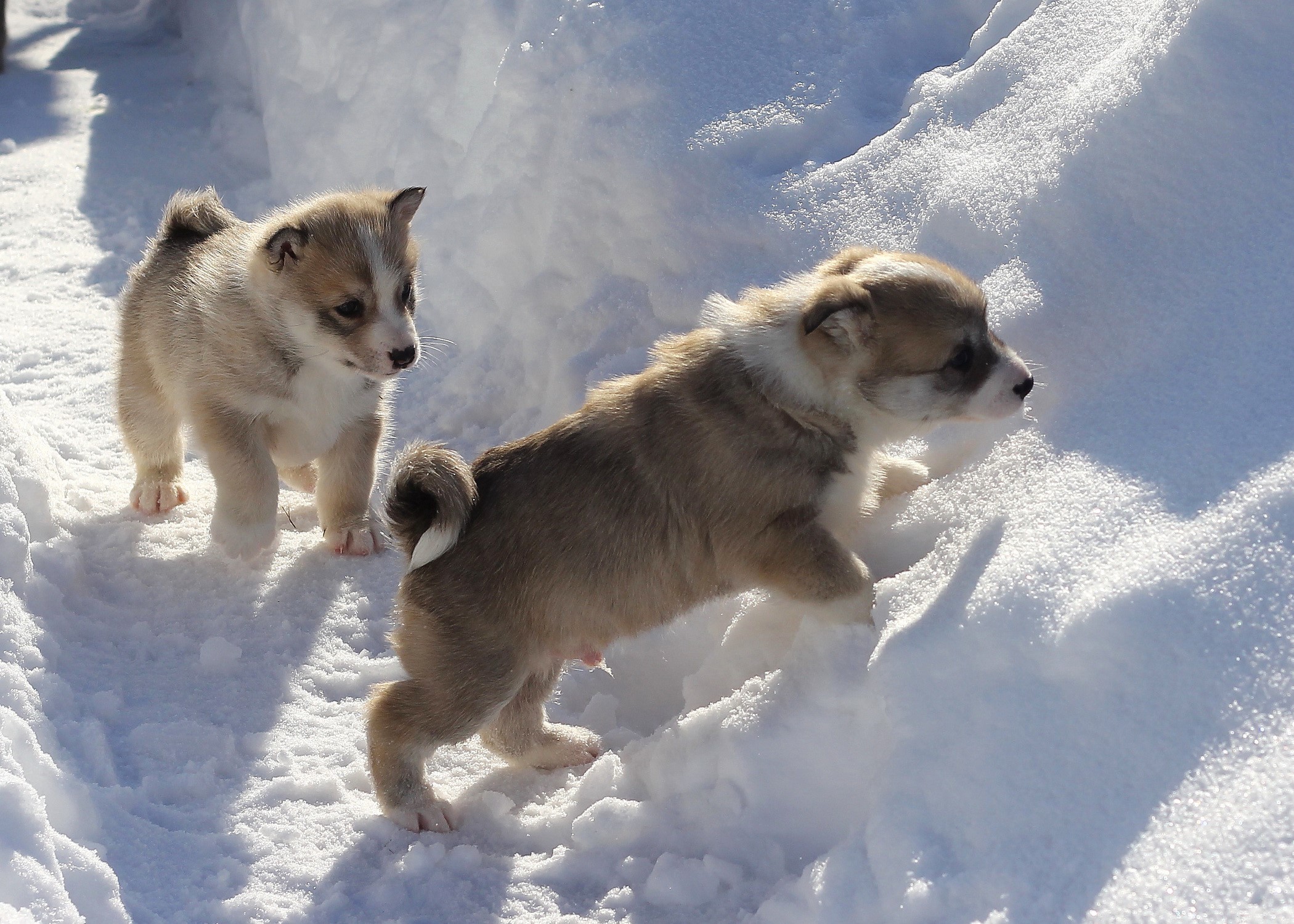 Two puppies playing in the snow HD Wallpaper