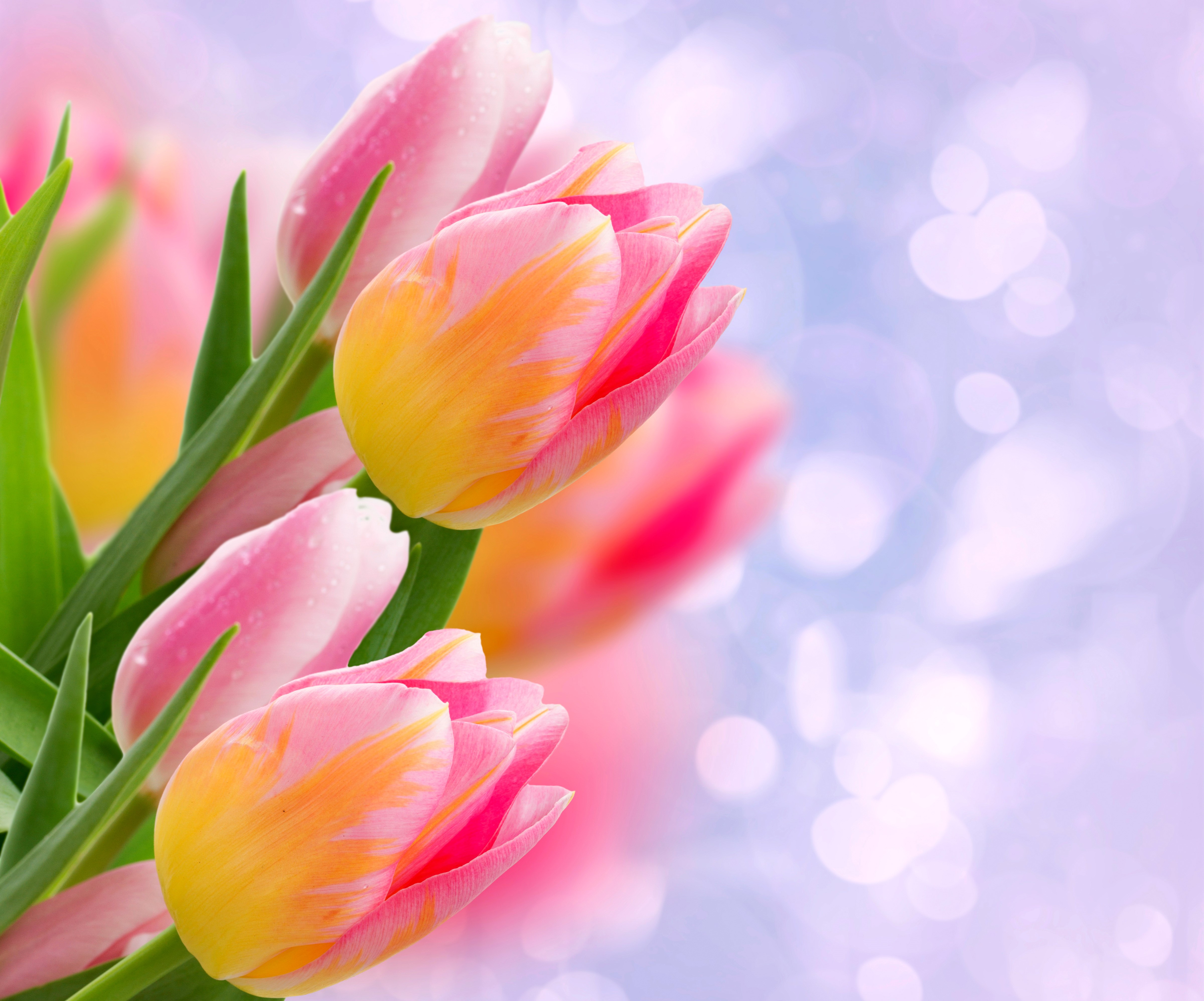 4K Tulips Closeup HD Wallpaper