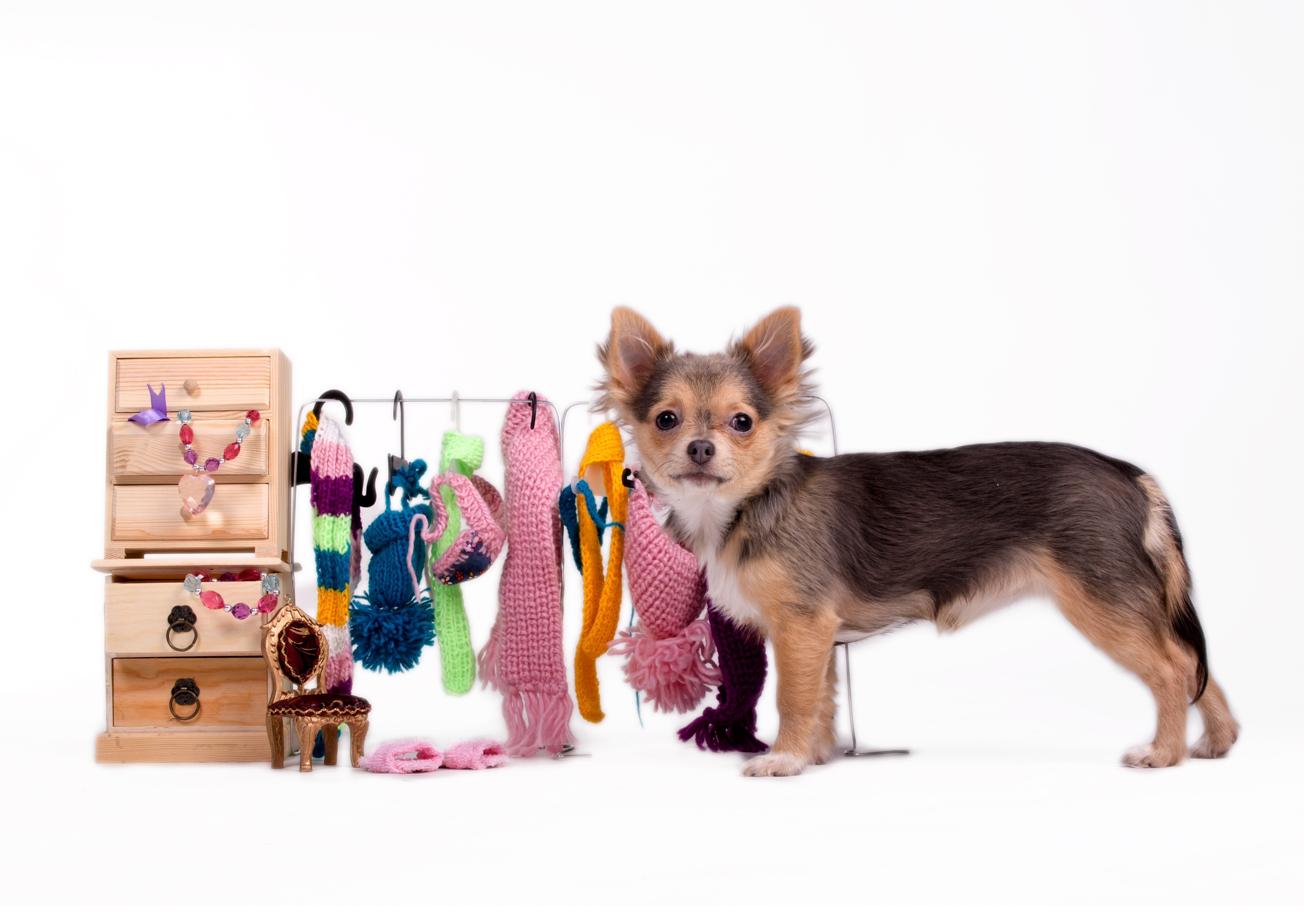 Chihuahua dog with knitted winter hats and scarves HD Wallpaper