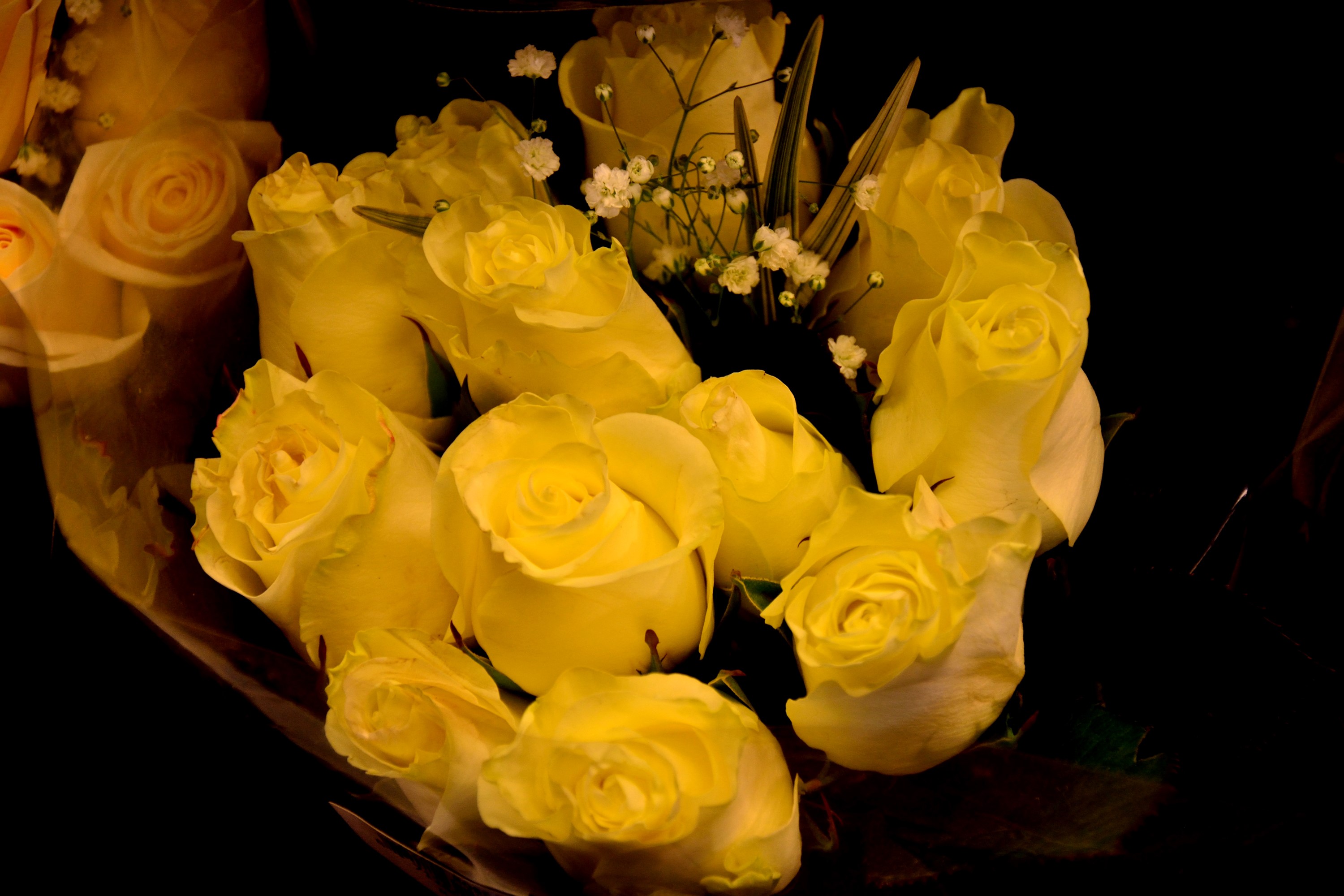 Bouquet of yellow roses with baby's breath HD Wallpaper