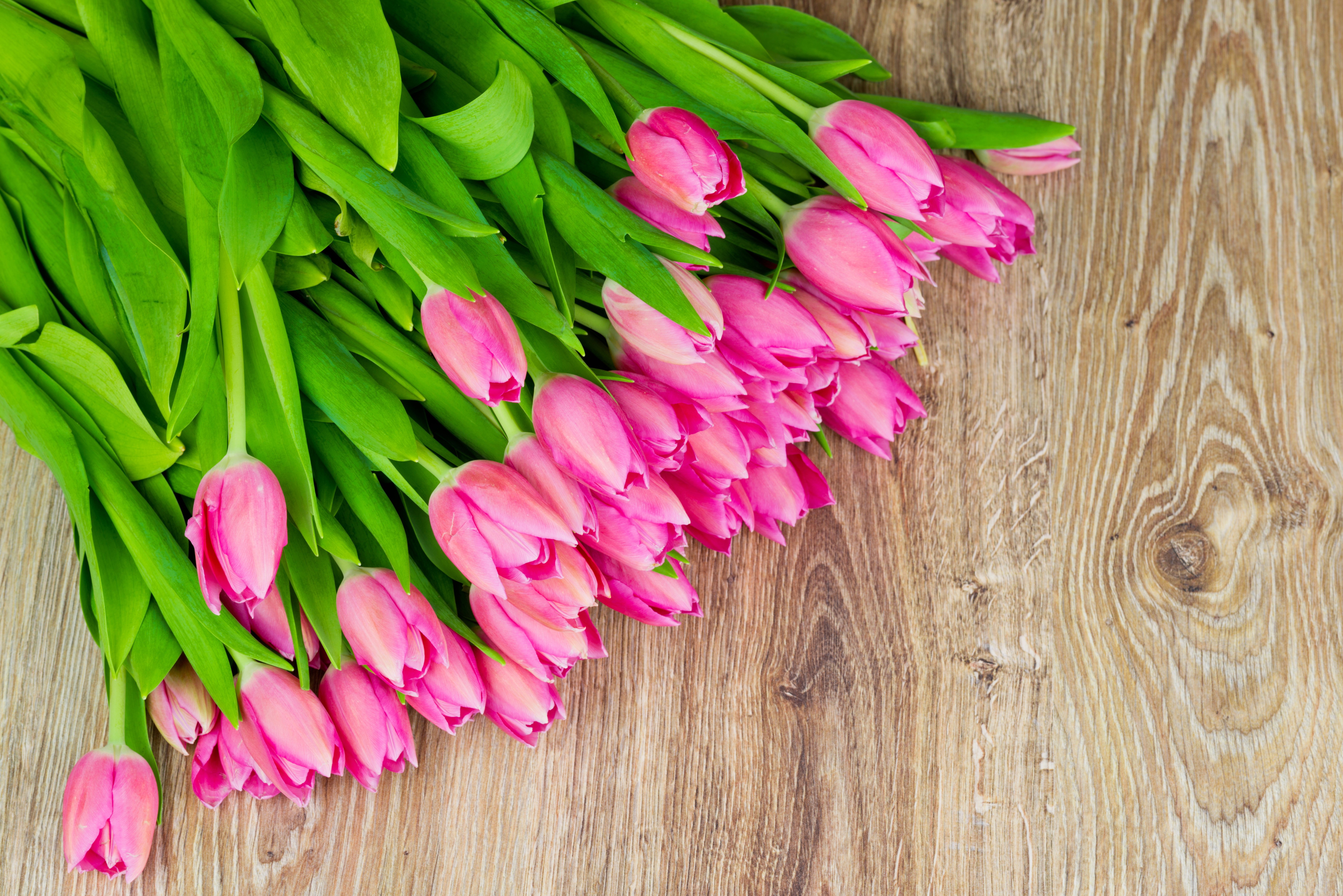 Pink Tulips on a Wooden Background HD Wallpaper