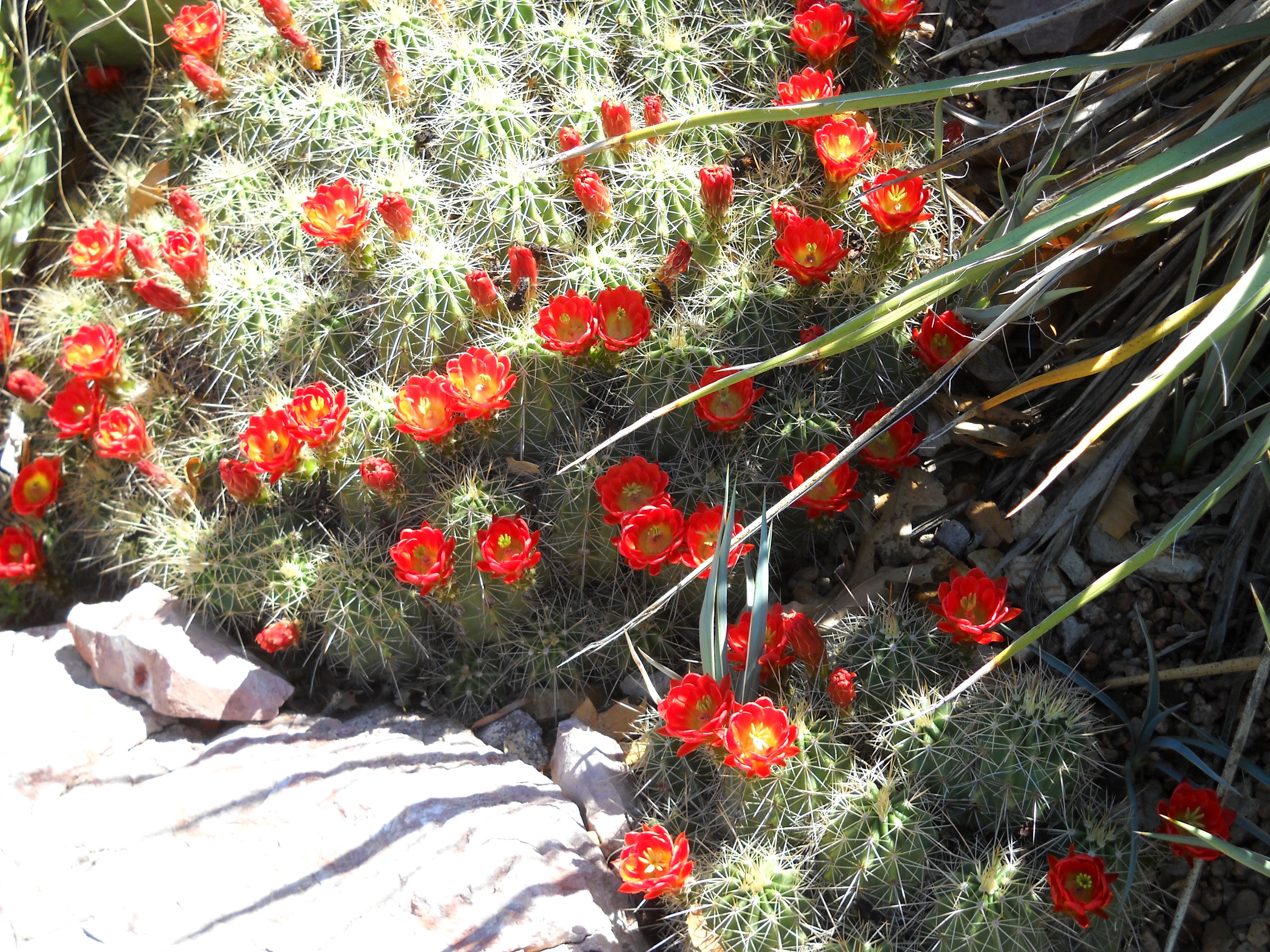 Red Cactus Flowers Blooming HD Wallpaper