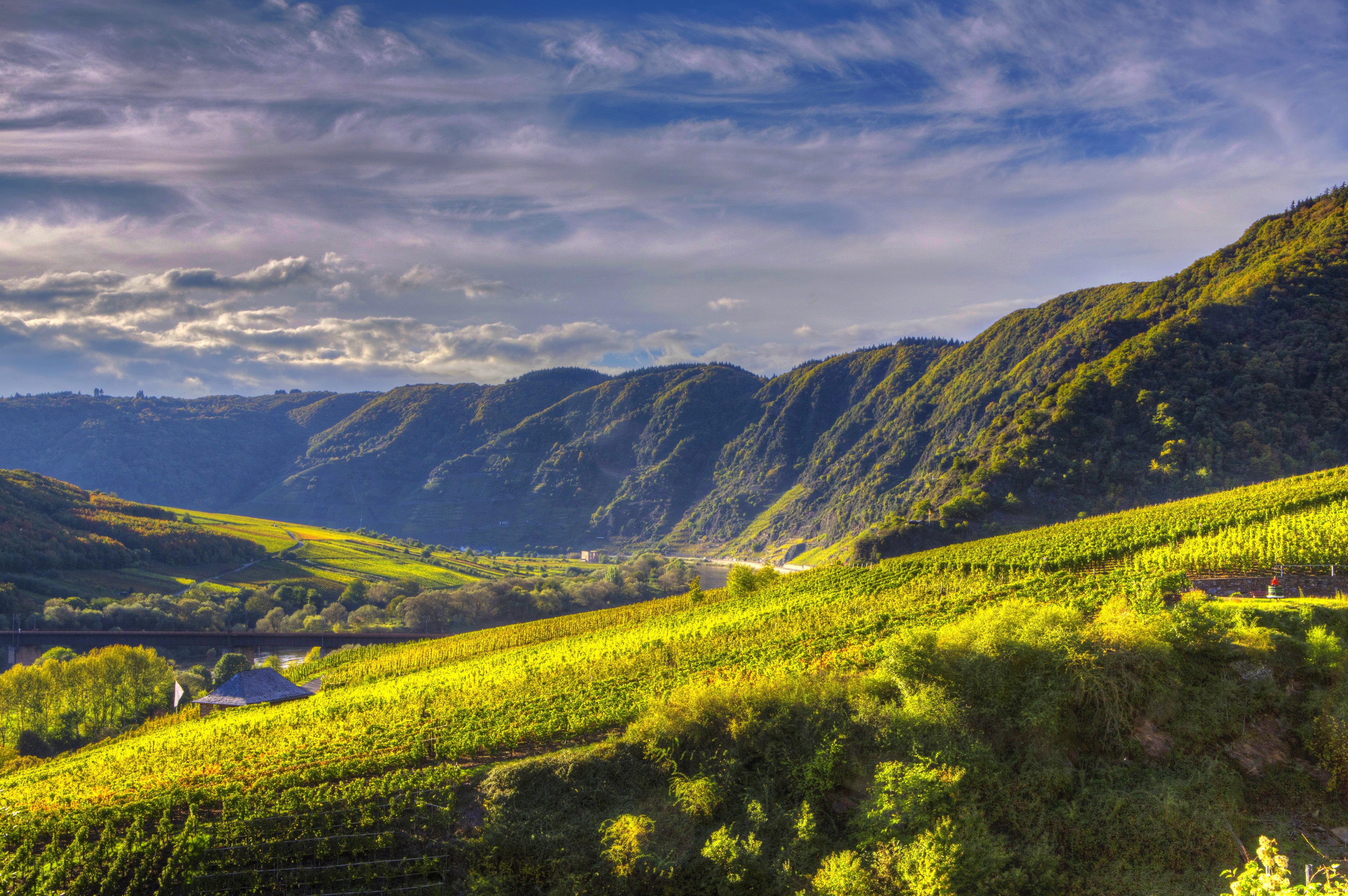 Vineyards on a hillside in Germany under a cloudy sky HD Wallpaper