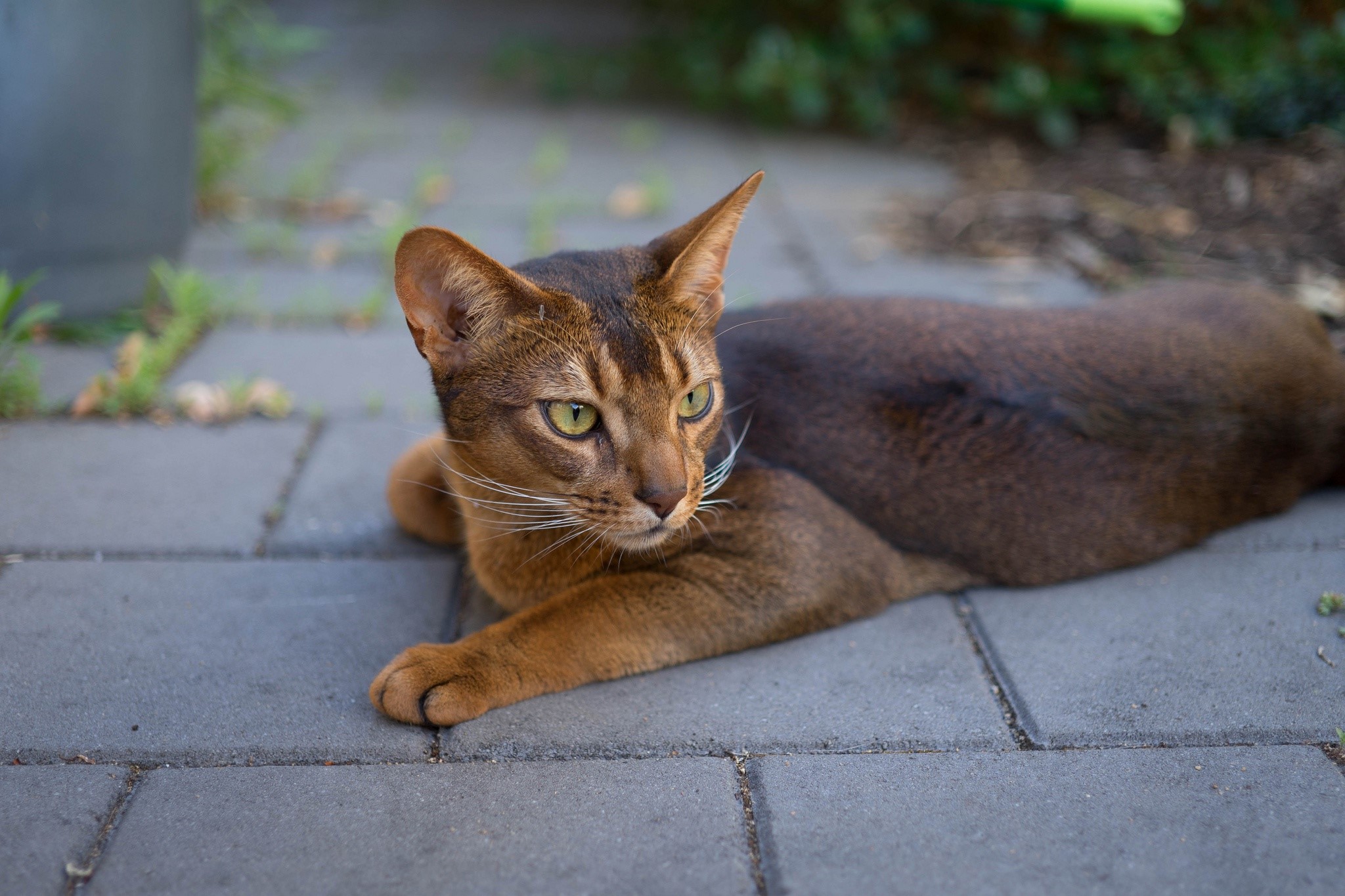 Abyssinian cat lying on paving stones HD Wallpaper