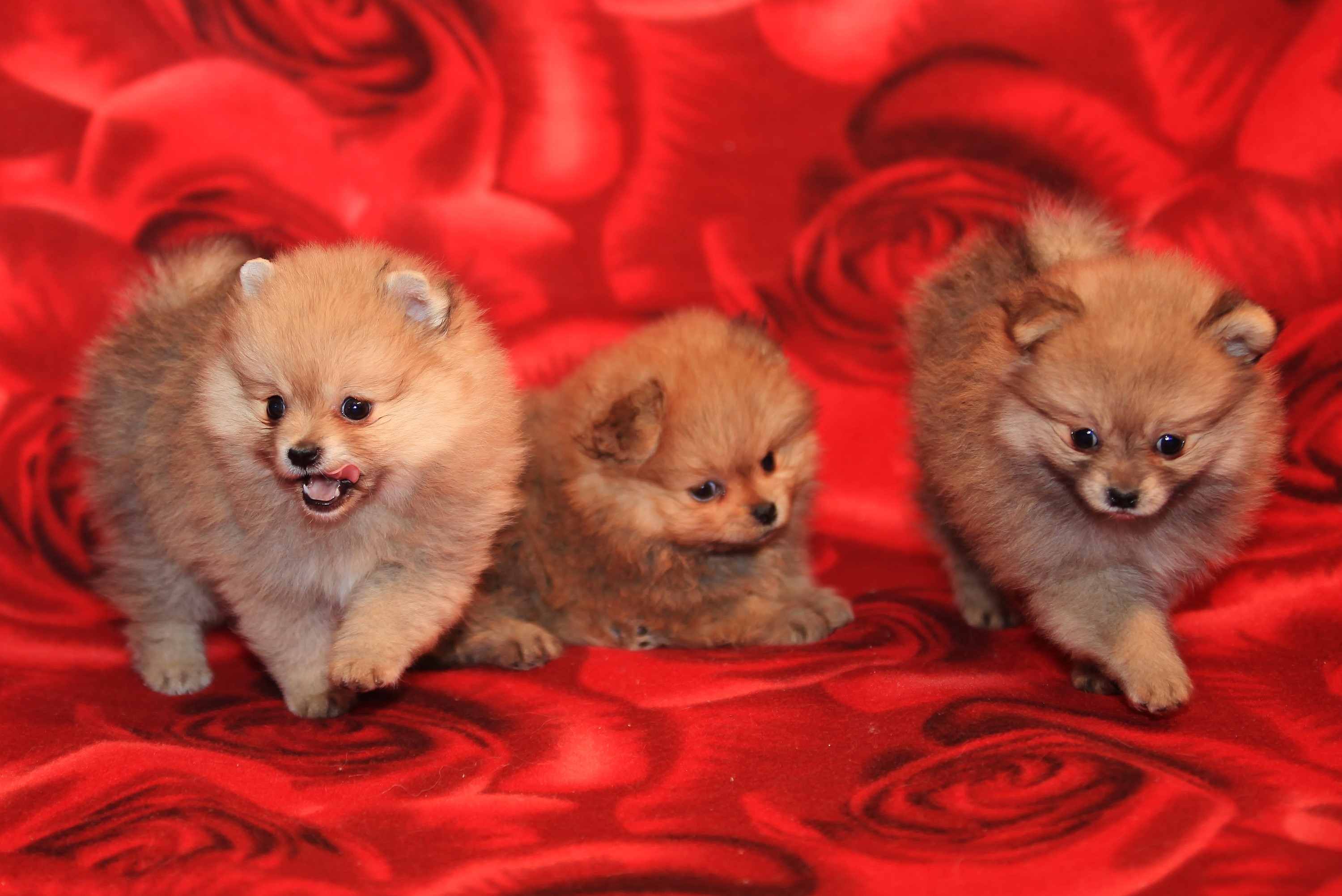 Three Pomeranian puppies on a red rose blanket HD Wallpaper