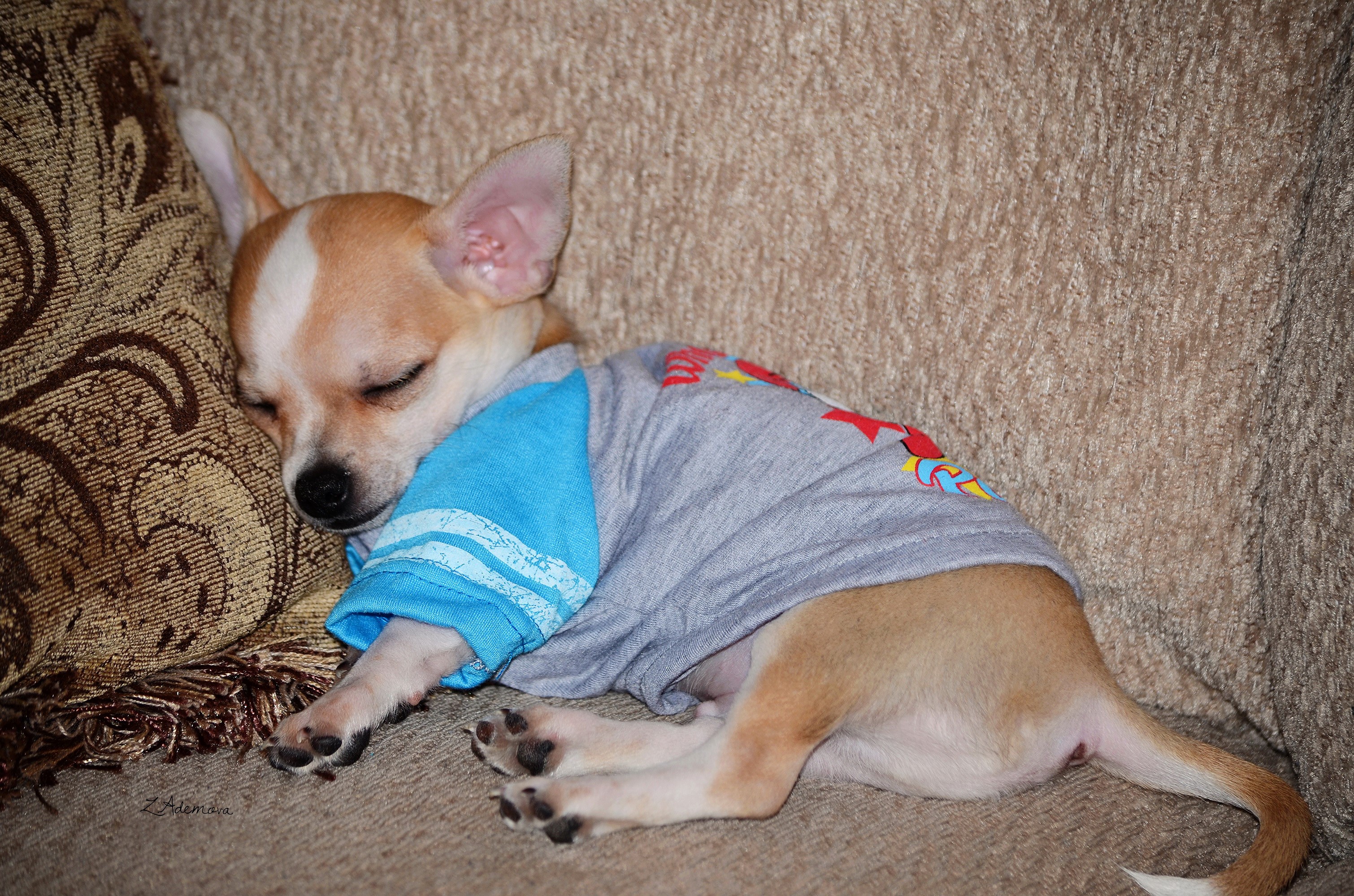Chihuahua dog sleeping on a couch wearing a shirt HD Wallpaper