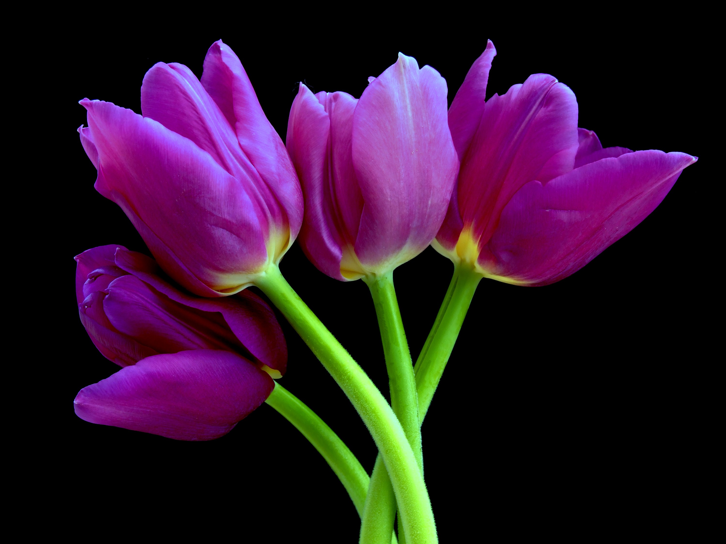 Purple tulips against a black background HD Wallpaper
