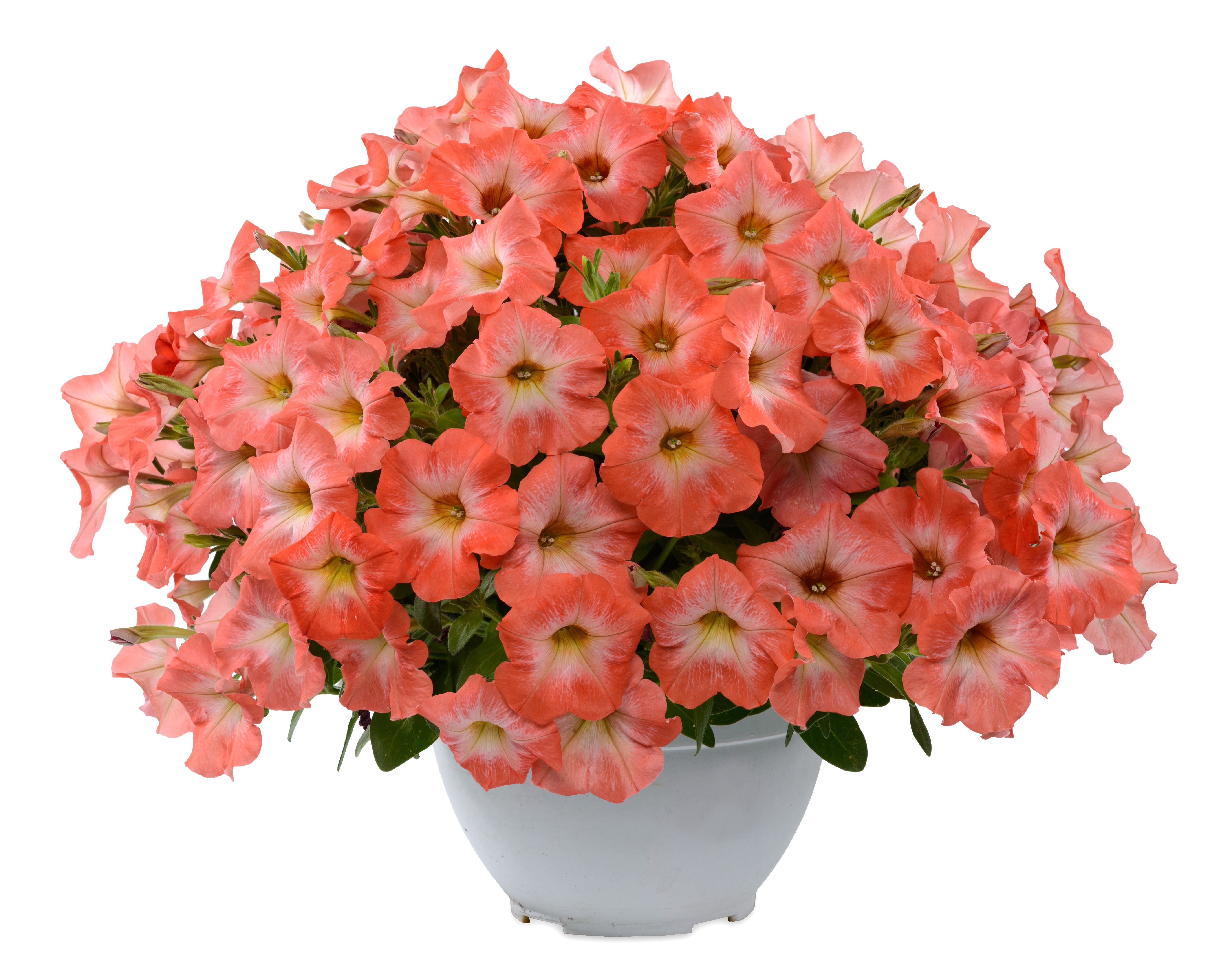 Many pink petunias in a white pot HD Wallpaper
