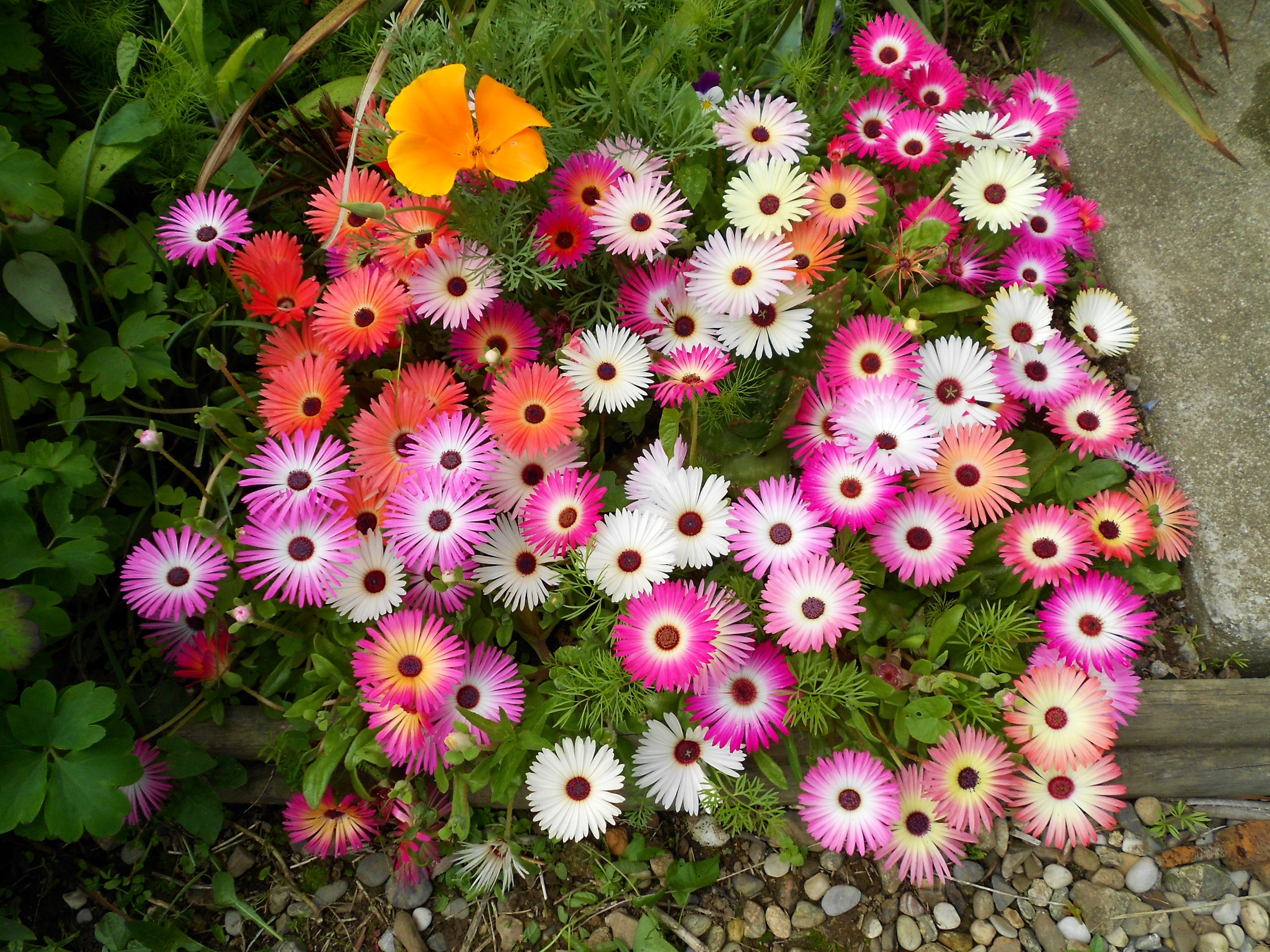 A cluster of colorful Mesembryanthemum flowers in a garden HD Wallpaper