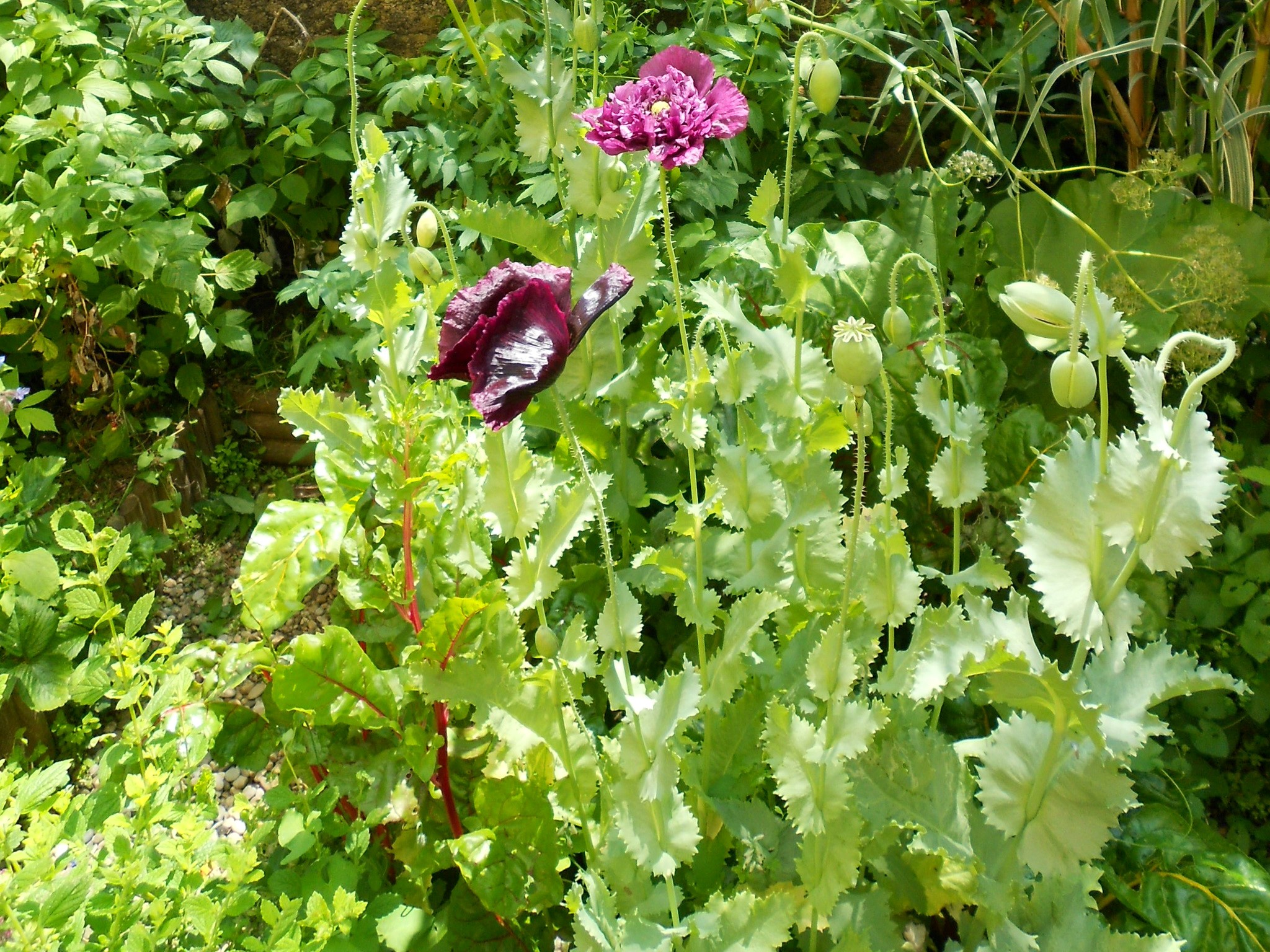 Dark purple and pink poppies with seed pods HD Wallpaper