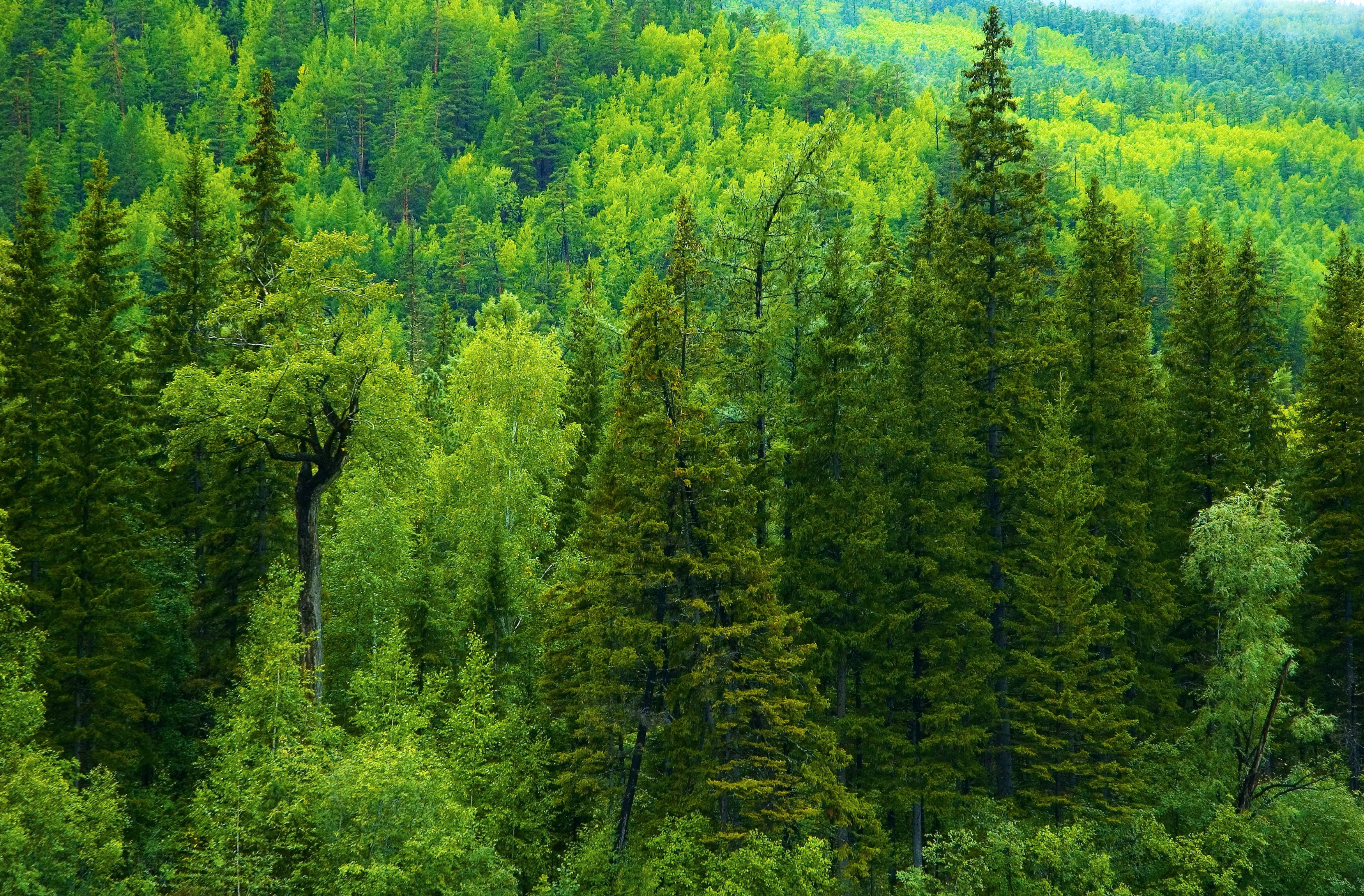 Forests and trees in Russia HD Wallpaper