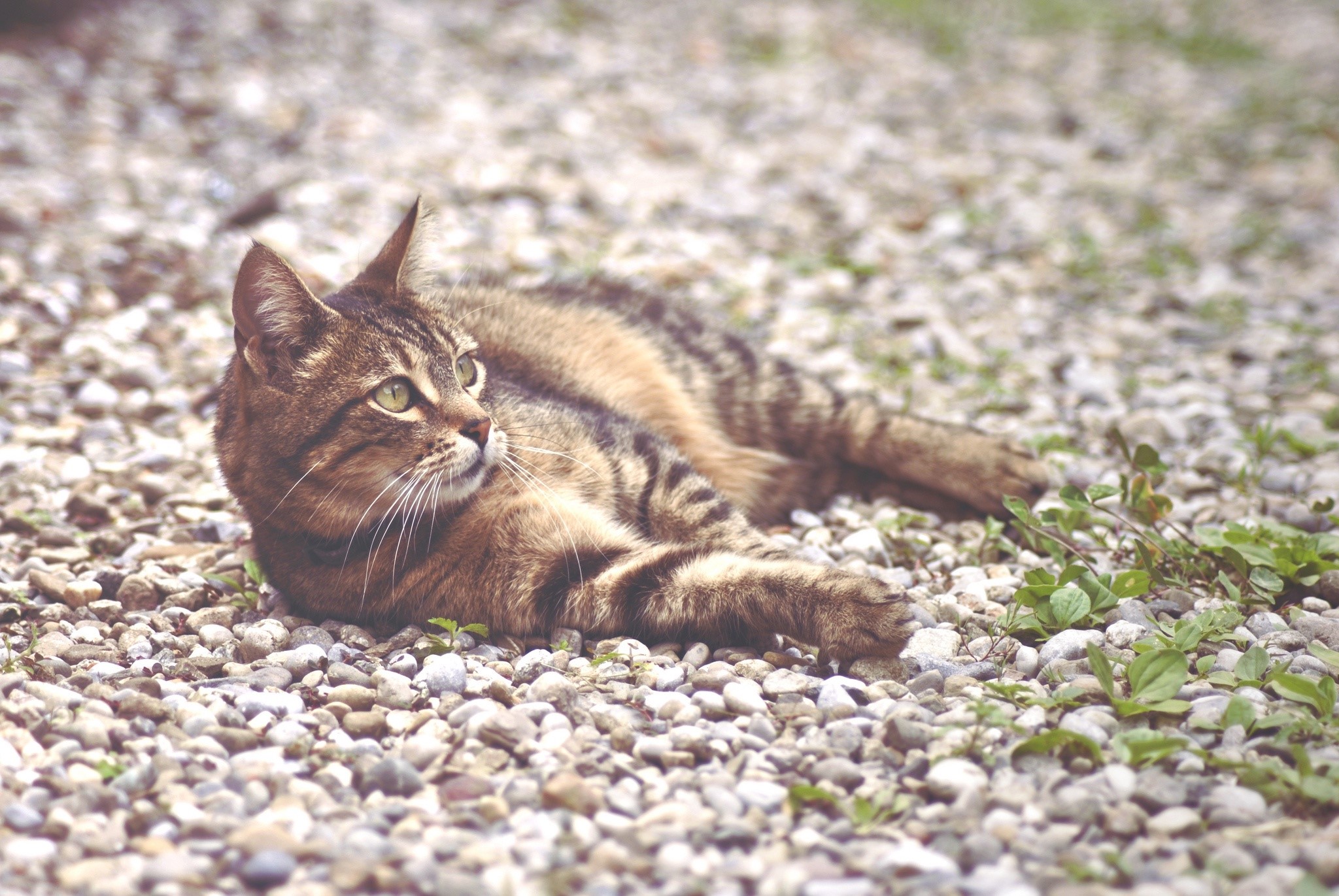 Tabby cat lying on gravel HD Wallpaper