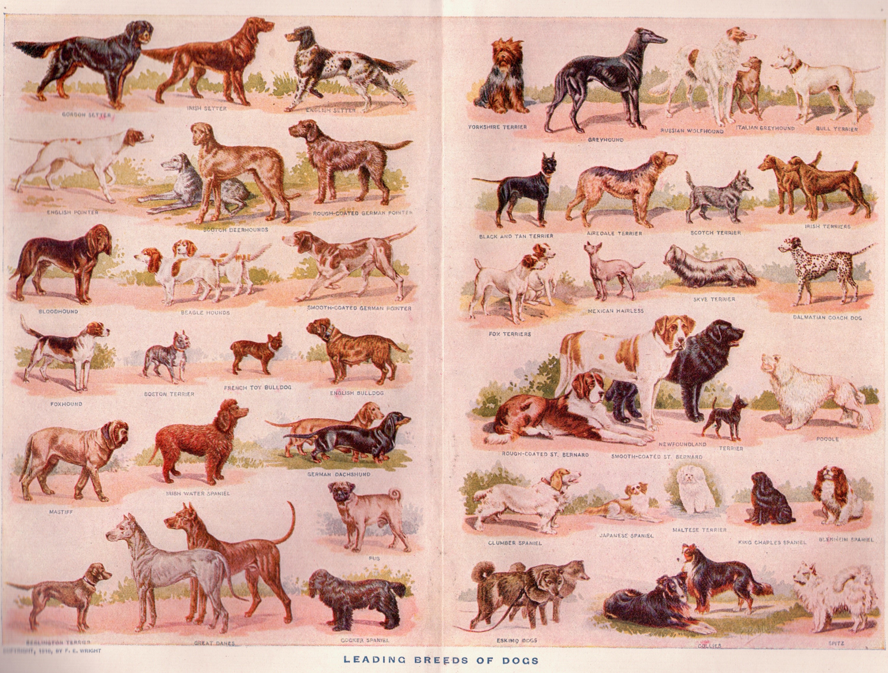 Leading Breeds of Dogs Painting HD Wallpaper