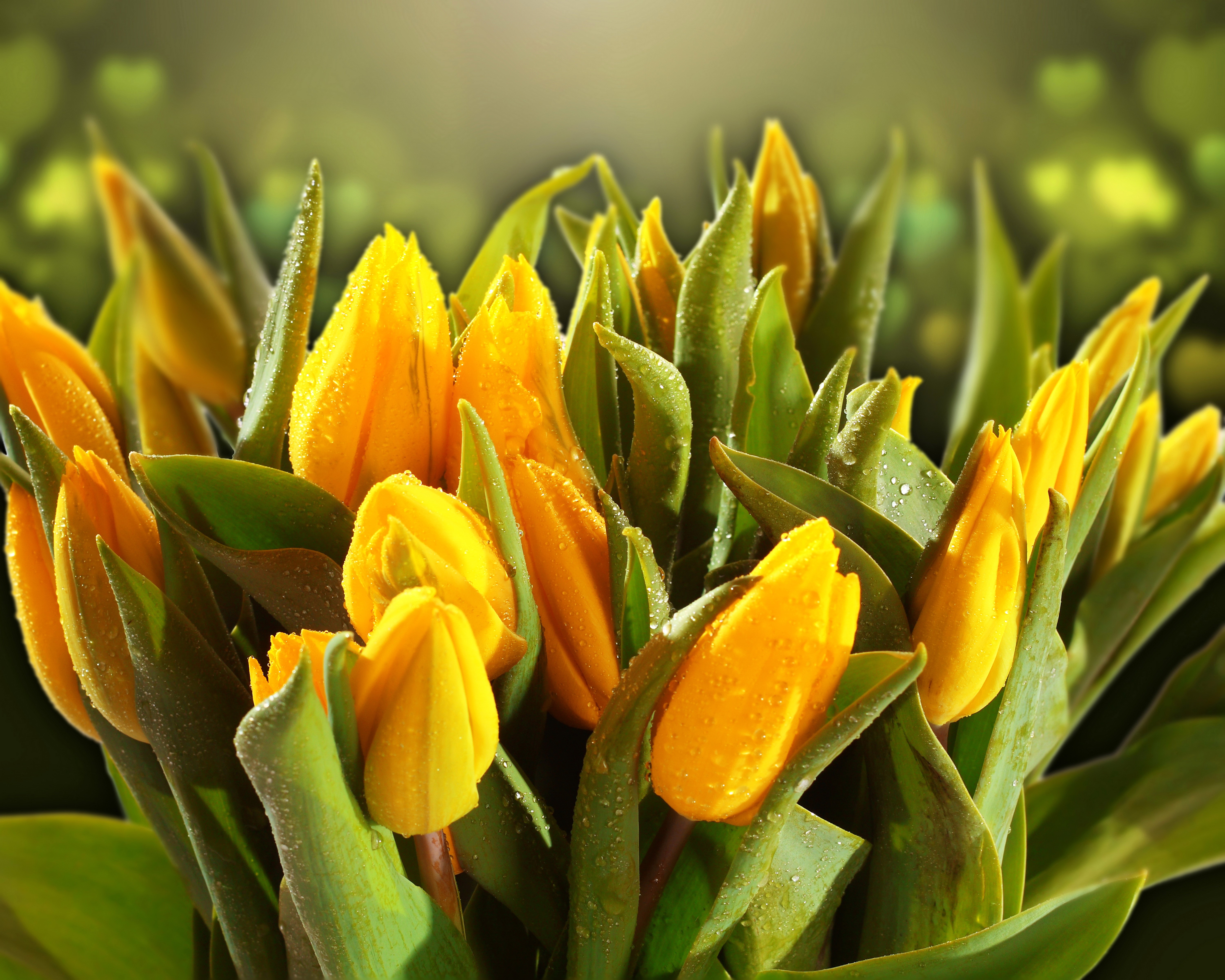 Yellow Tulips with Water Drops HD Wallpaper