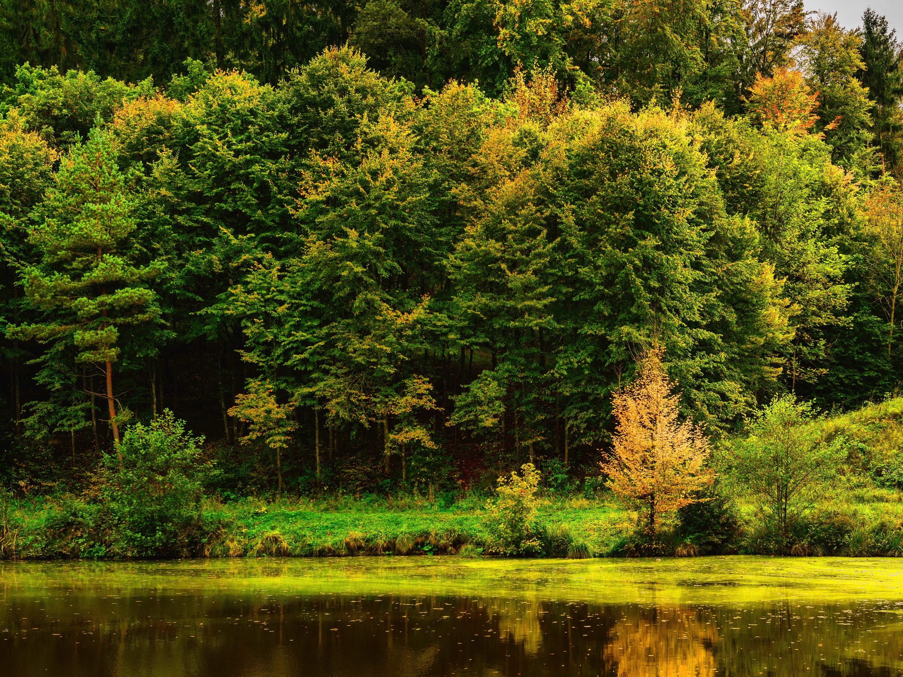 Forest and lake in Stuttgart, Germany HD Wallpaper