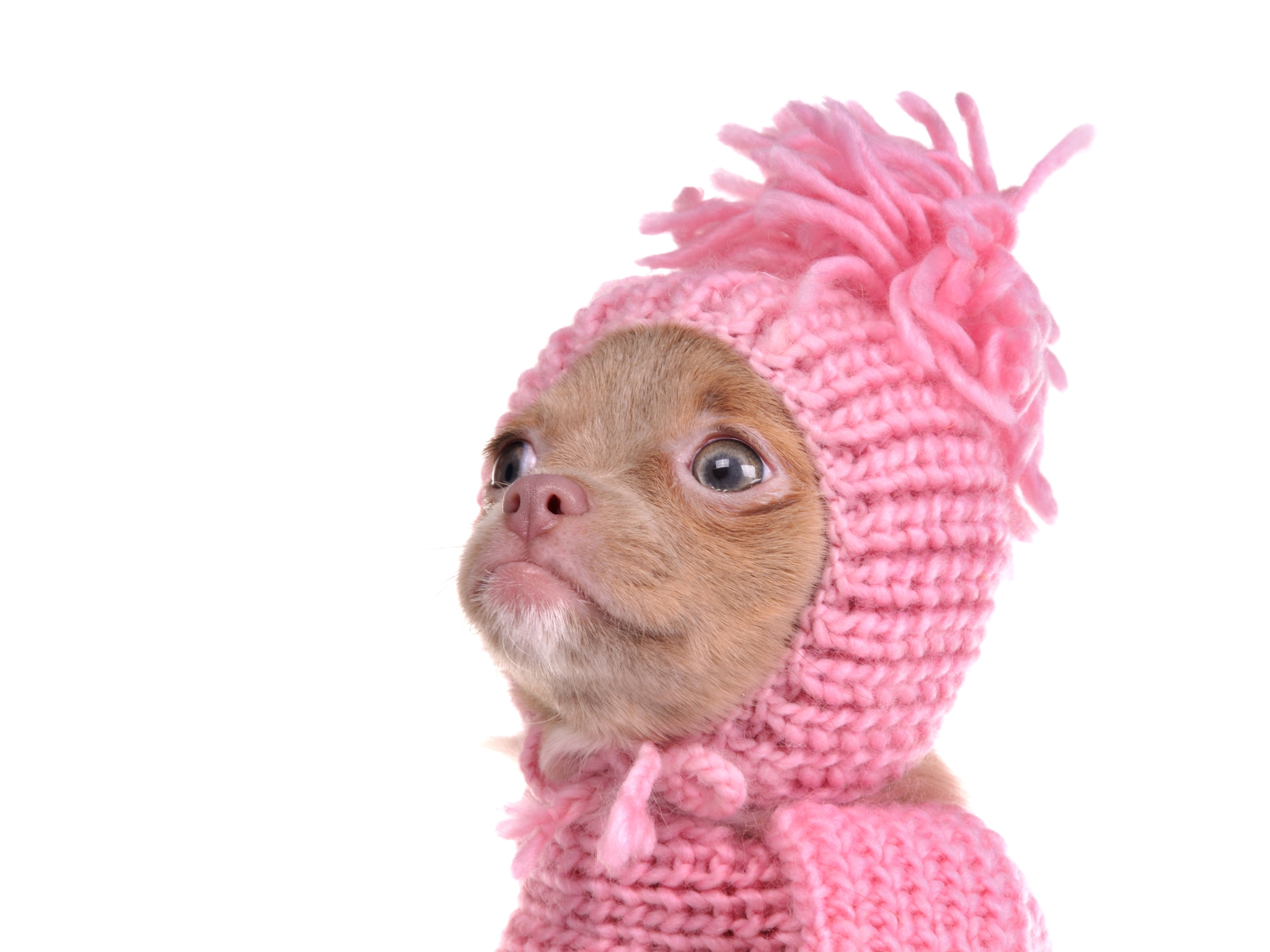 Chihuahua puppy wearing a pink knitted winter hat HD Wallpaper