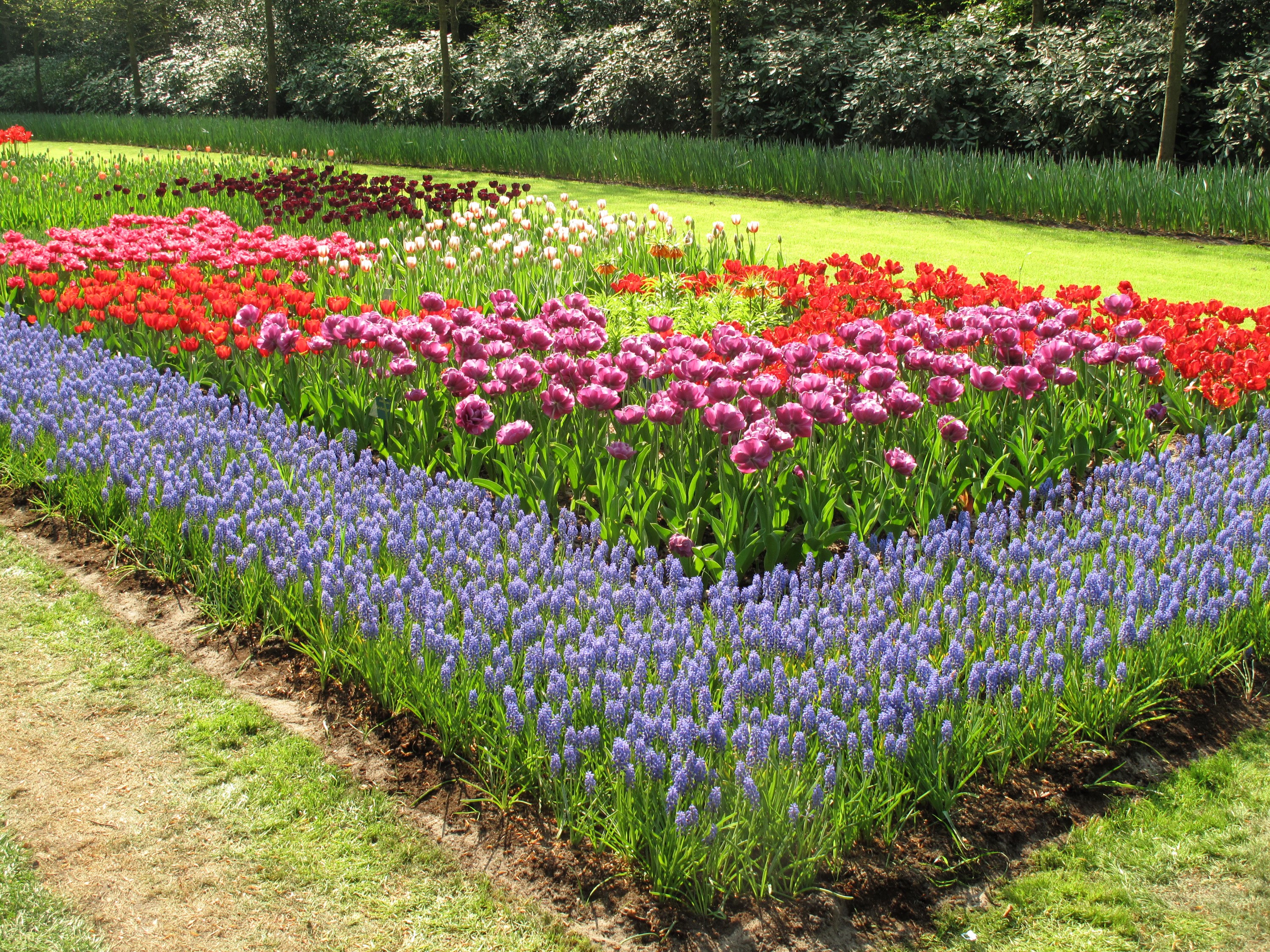 Flower garden with rows of tulips and hyacinths HD Wallpaper