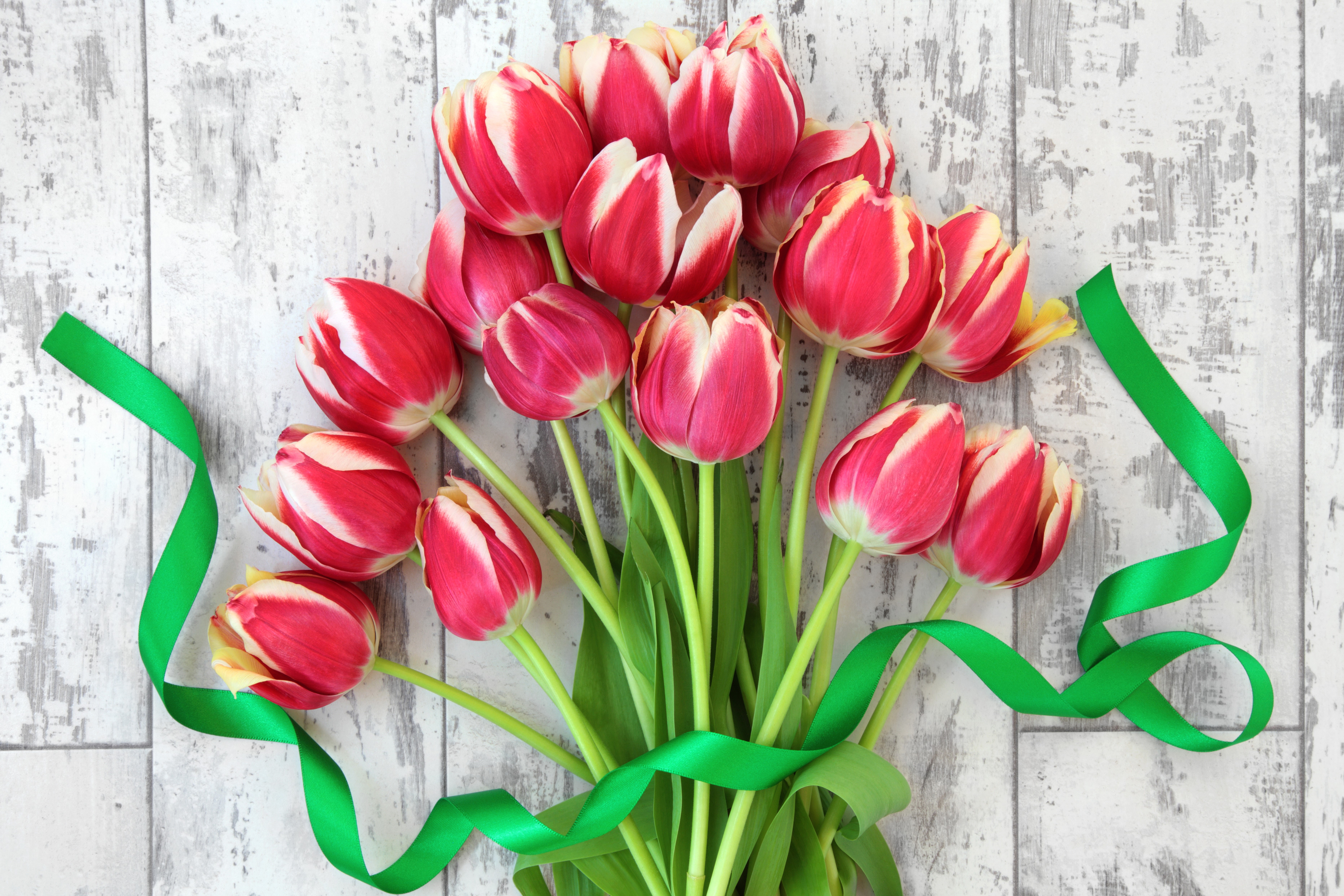 Red and white tulips with green ribbon HD Wallpaper
