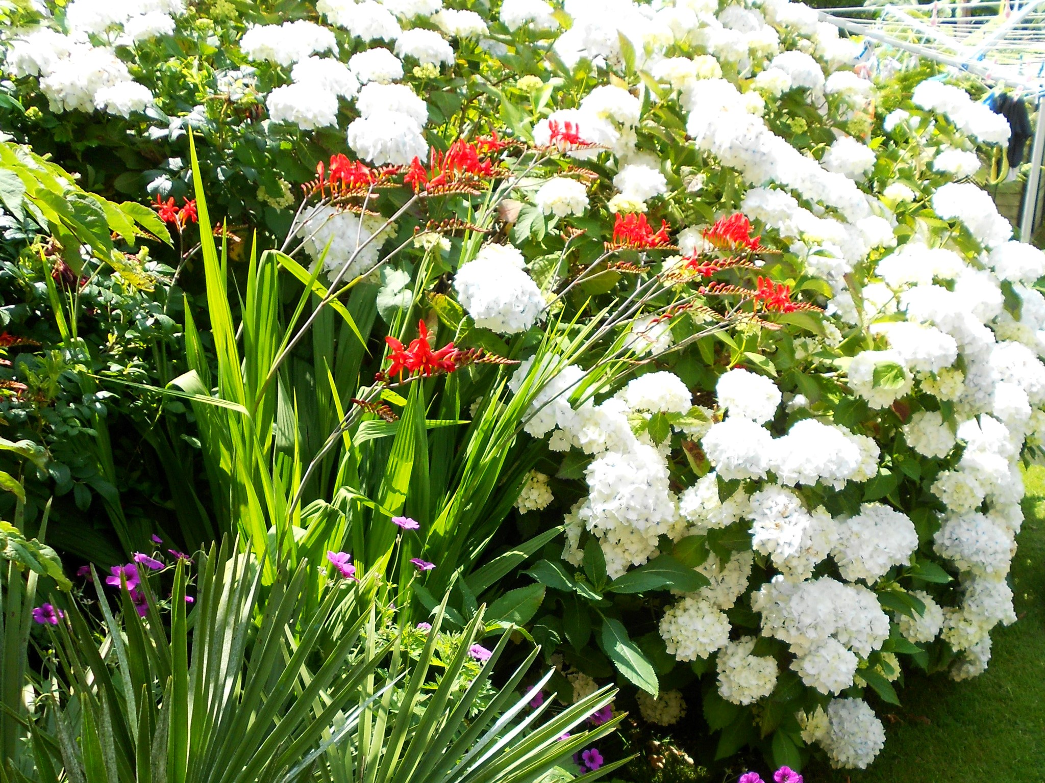 White Hydrangeas and Red Crocosmia Flowers in a Garden HD Wallpaper