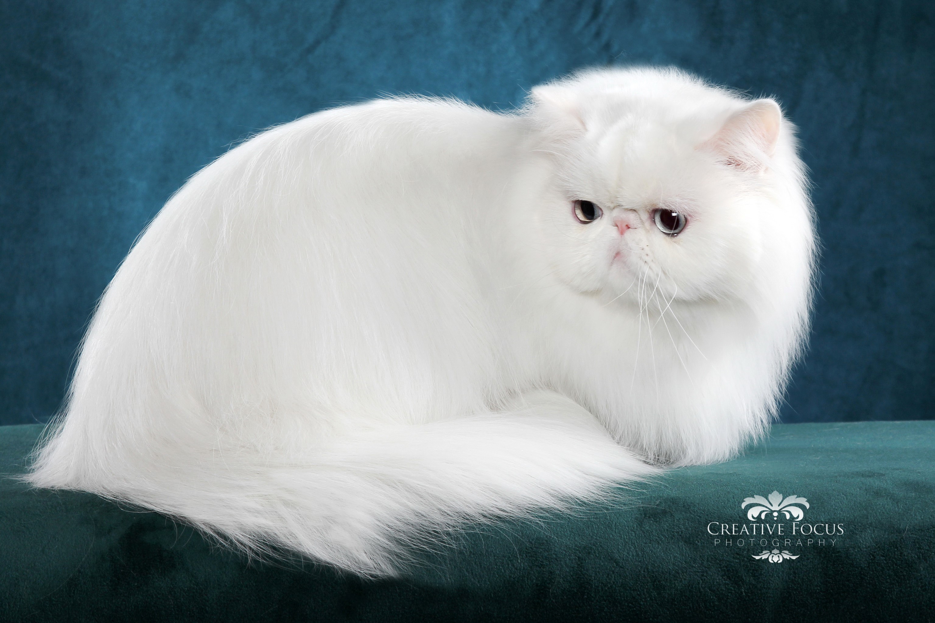 White Persian Cat Posed on Teal Velvet HD Wallpaper