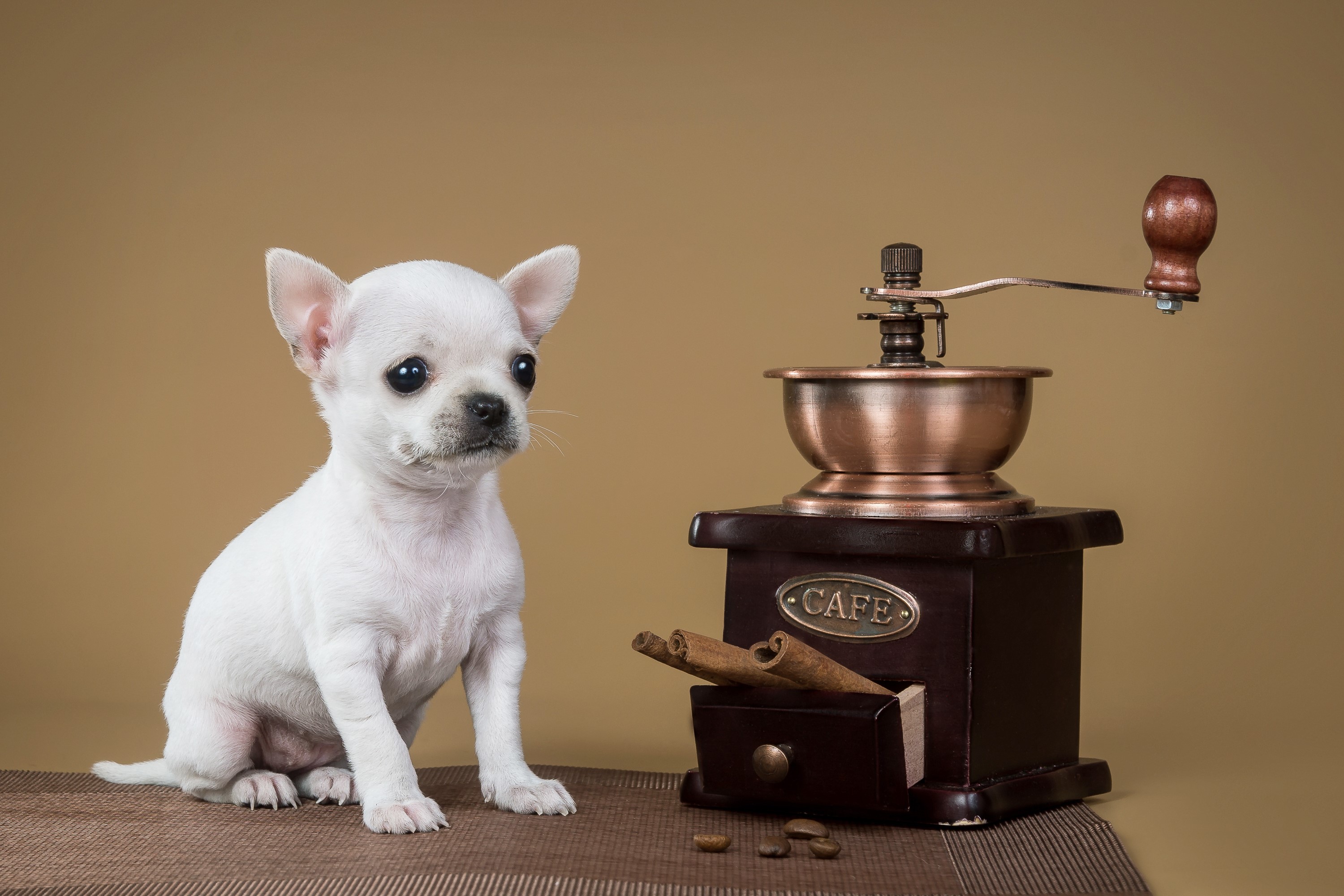 White Chihuahua puppy with coffee grinder HD Wallpaper