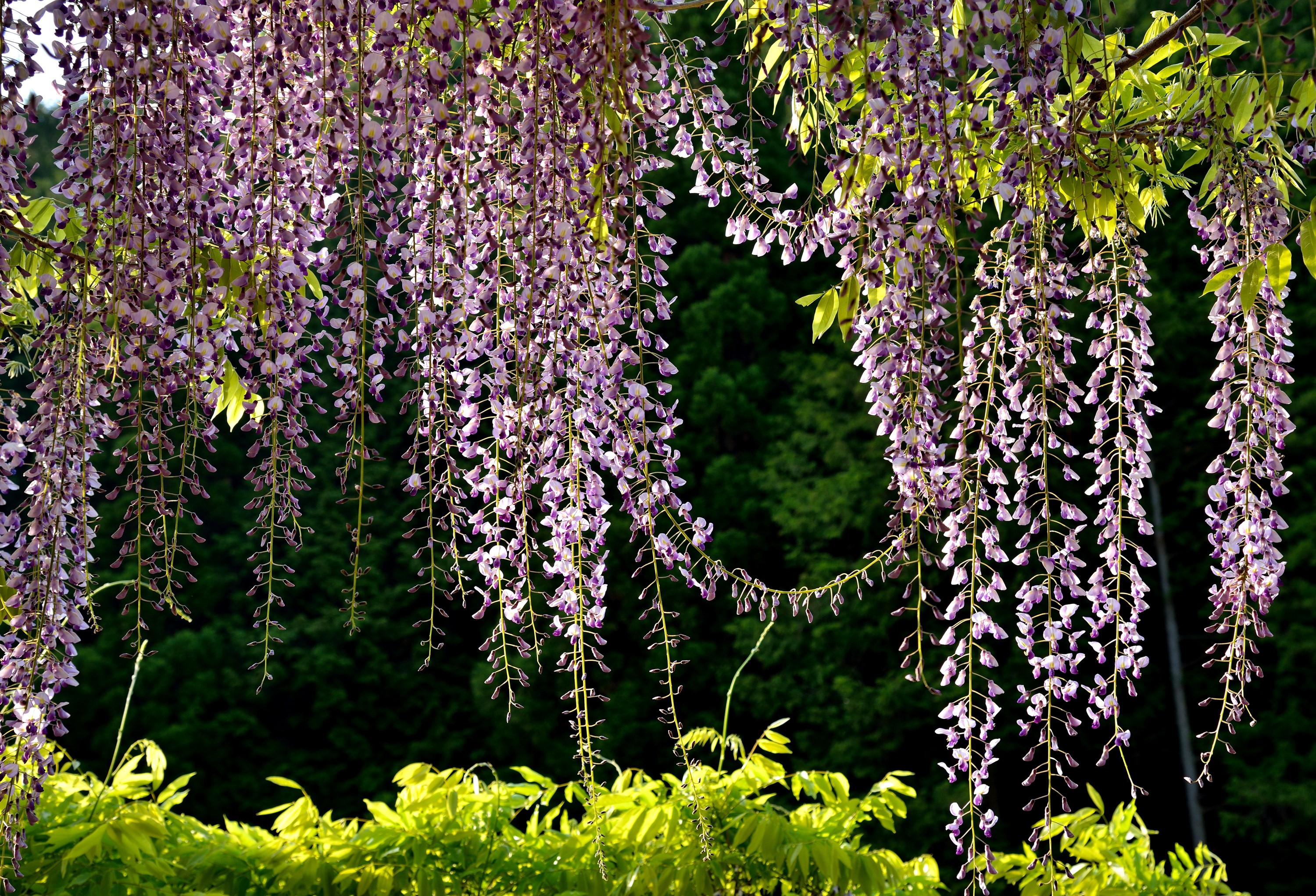 Purple Wisteria Flowers Hanging from Branches HD Wallpaper