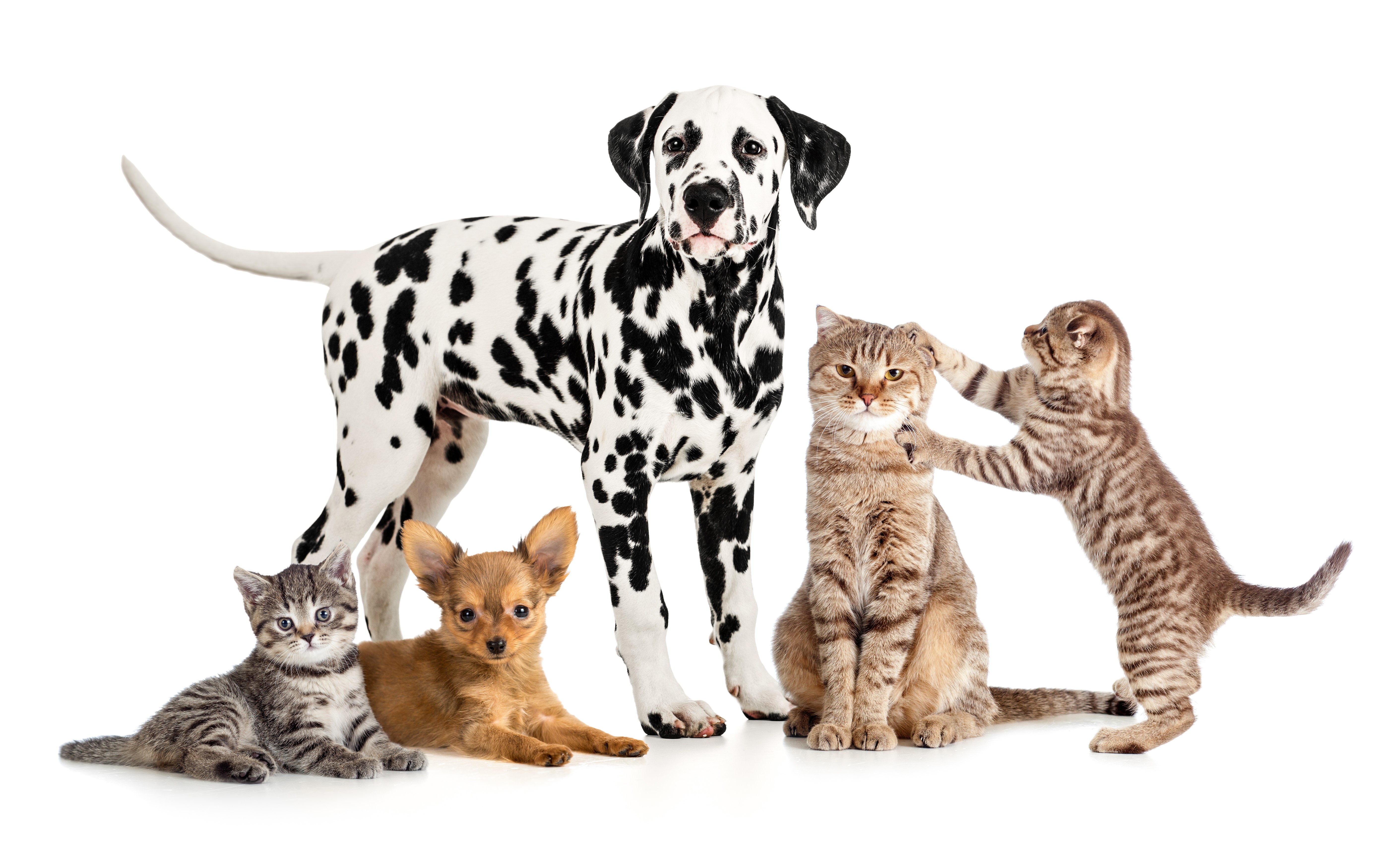 Dalmatian dog with cats and kittens HD Wallpaper