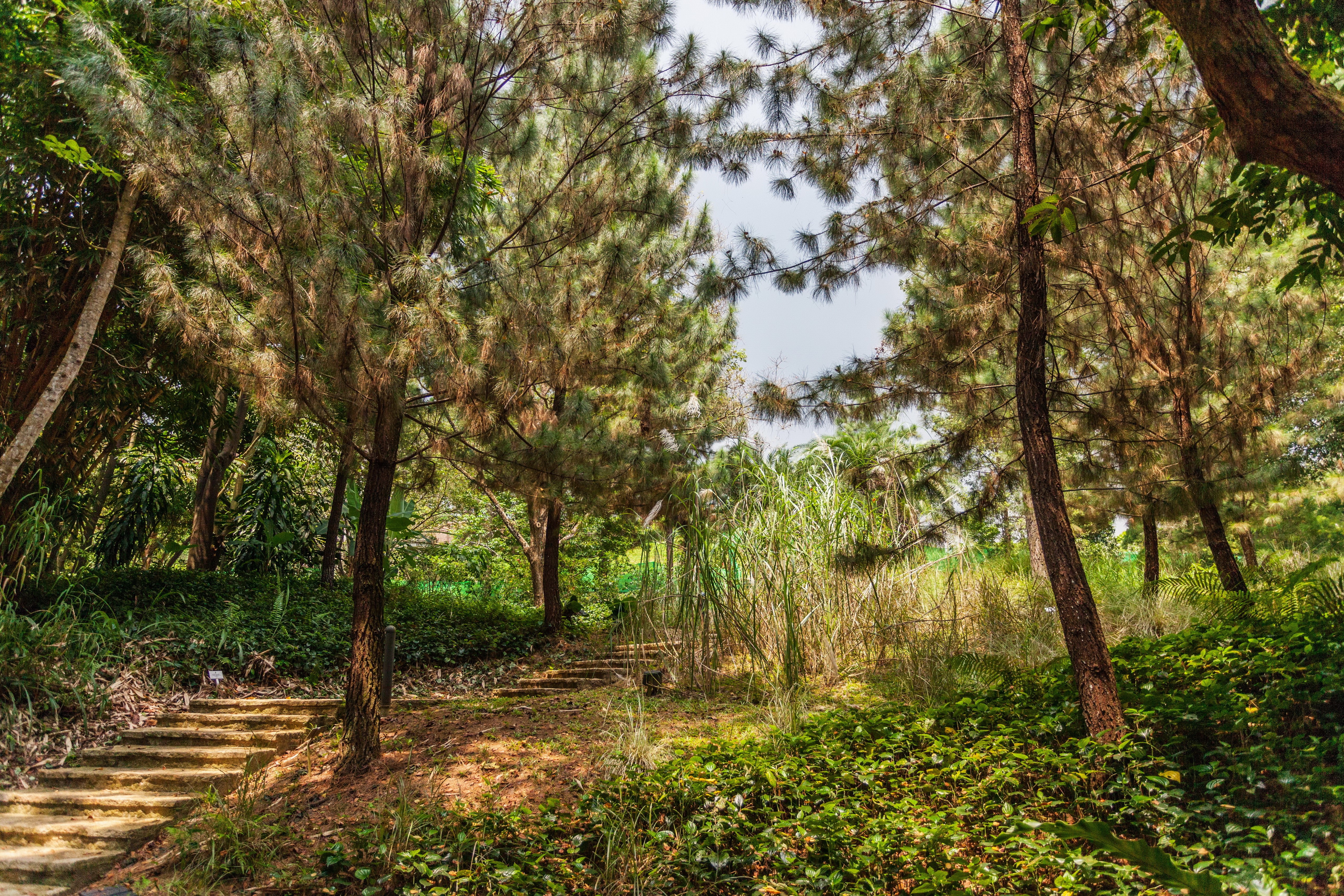 Stone stairs in a park with pine trees and foliage HD Wallpaper