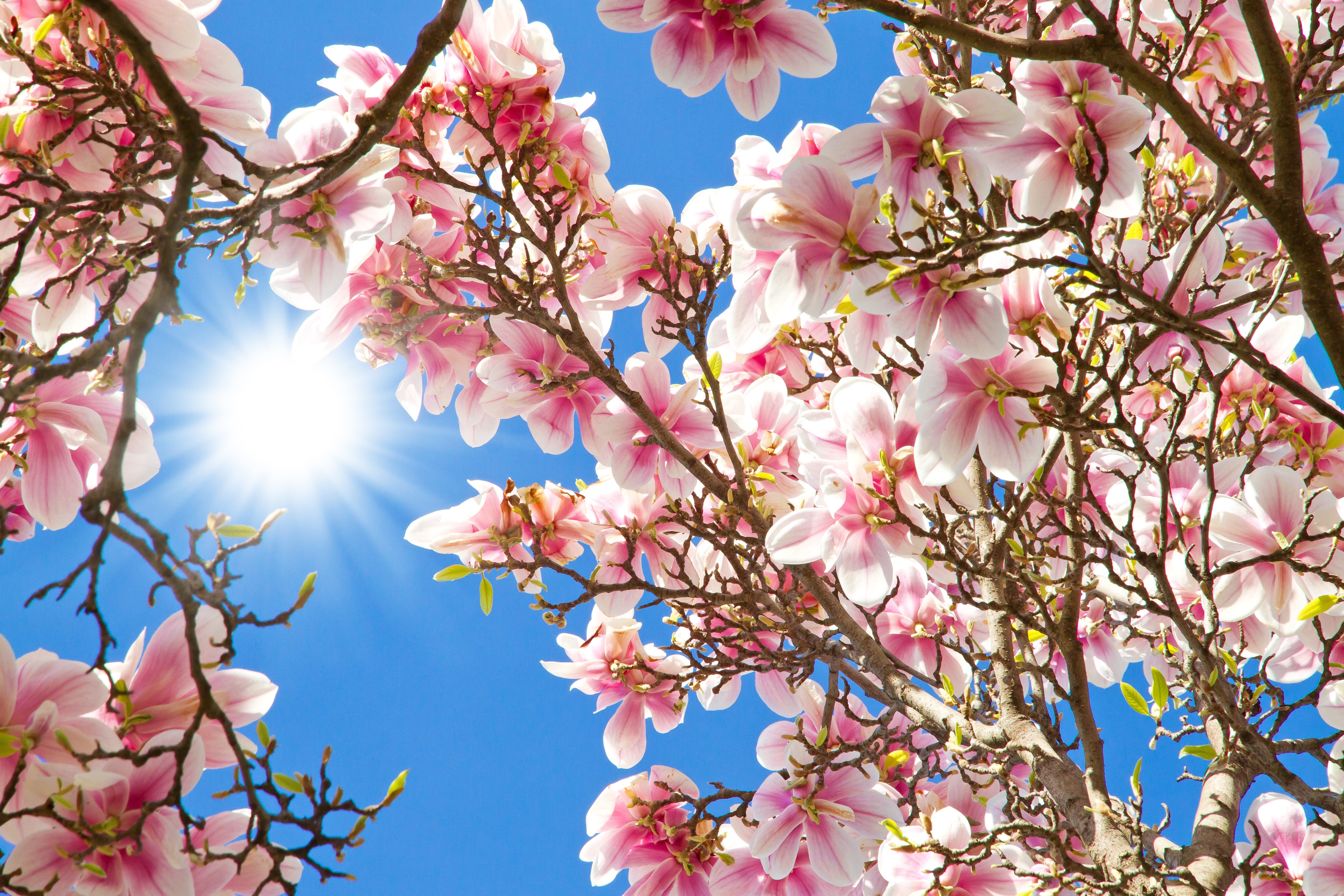Magnolia tree branches with pink flowers and sun HD Wallpaper