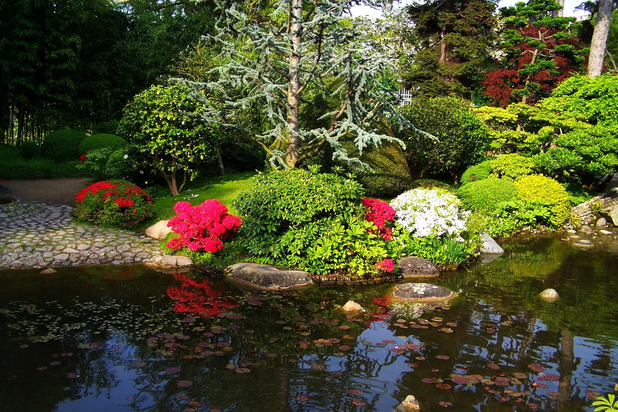 Albert-Kahn Japanese Gardens Pond with Flowers HD Wallpaper
