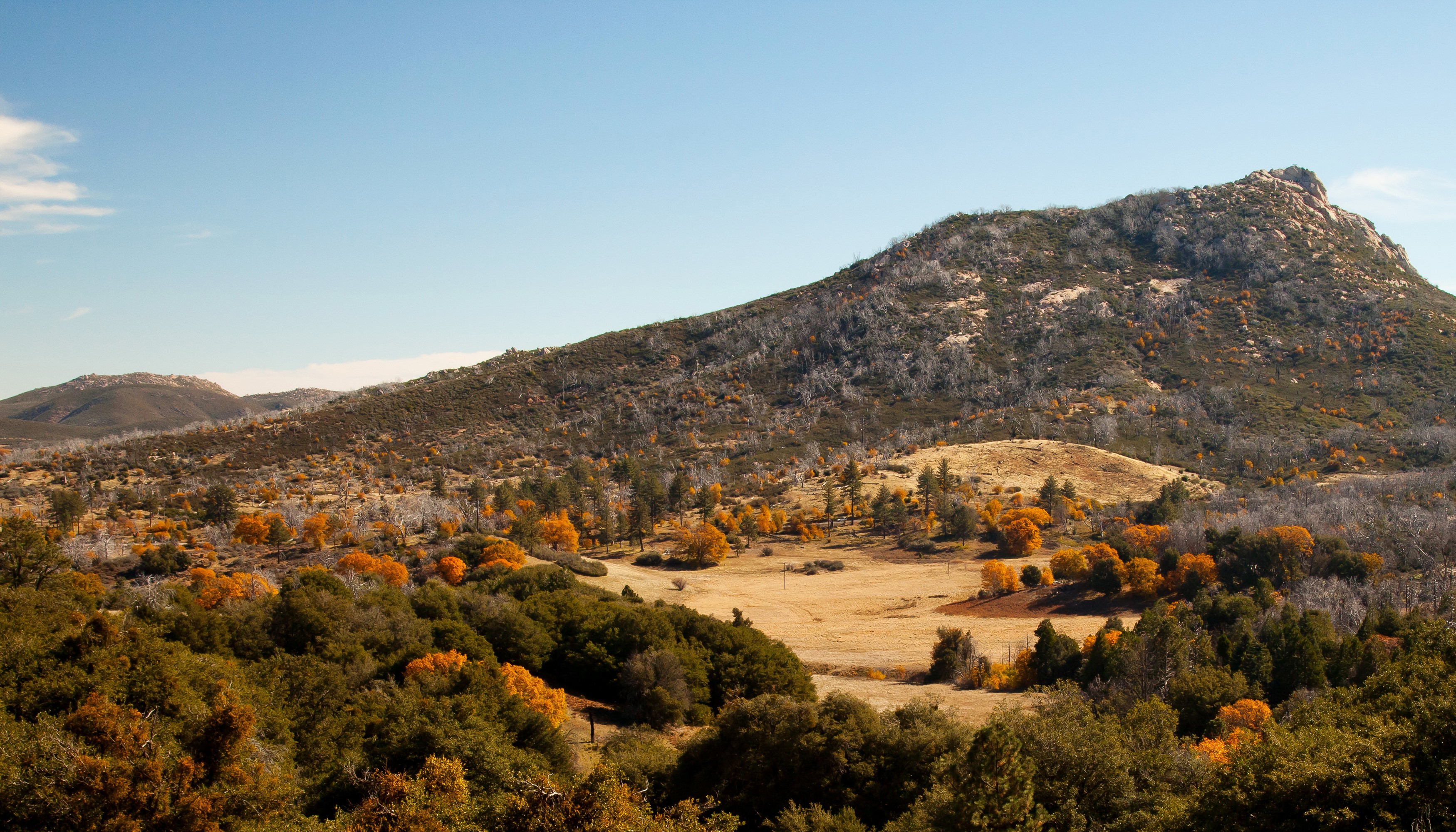 Autumn trees on a mountainside under a clear blue sky HD Wallpaper