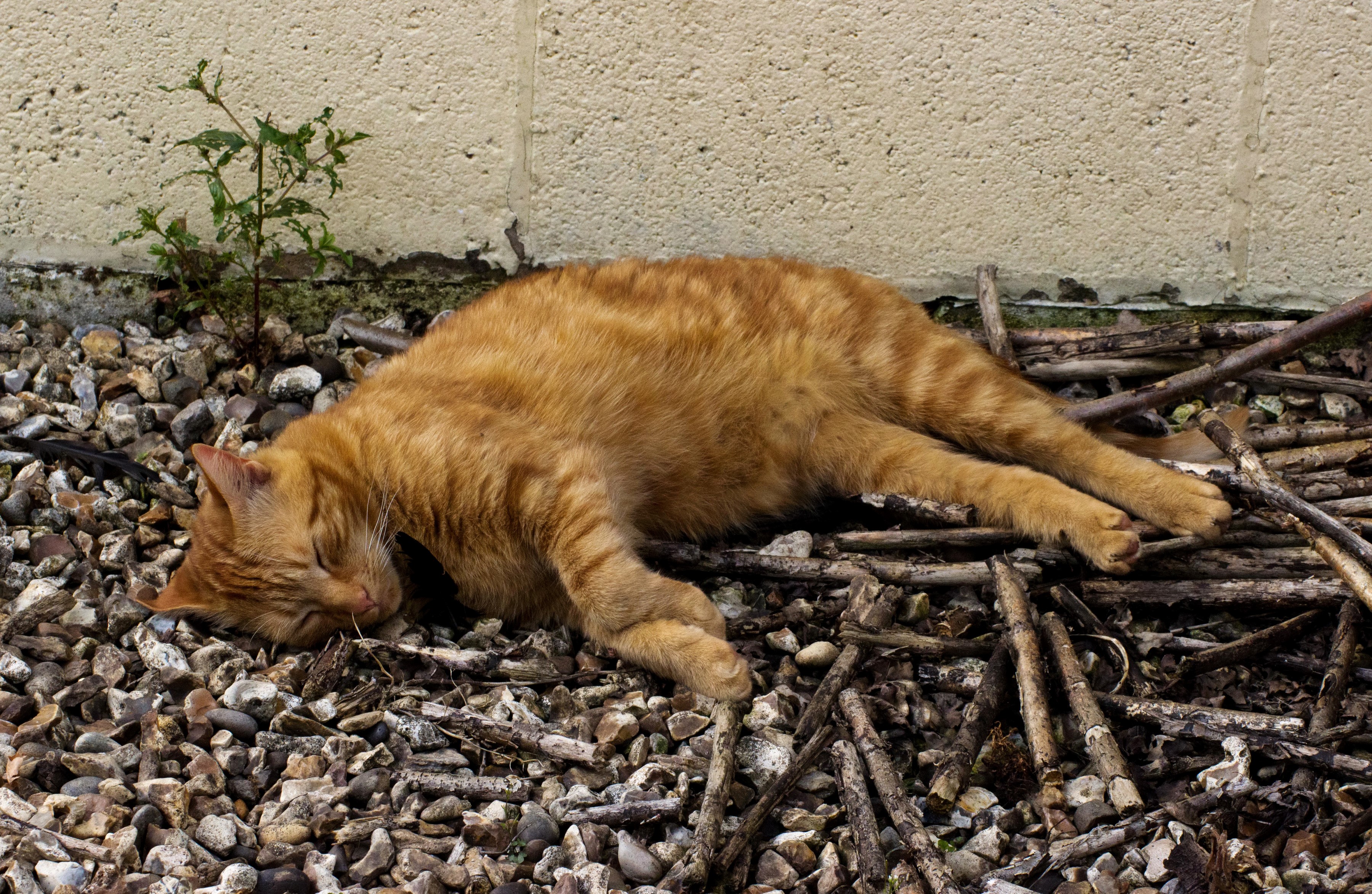 Orange tabby cat sleeping on gravel HD Wallpaper