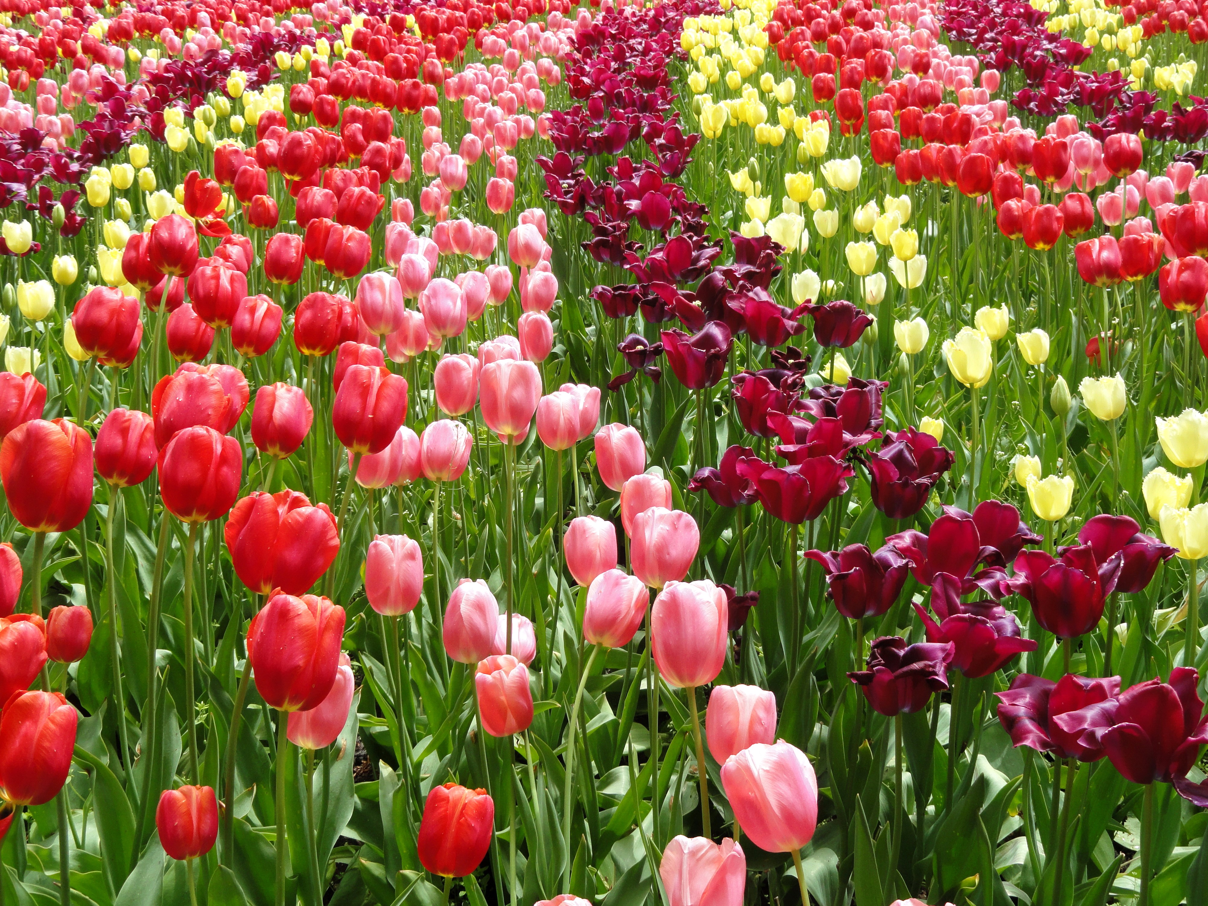 Field of Many Tulips HD Wallpaper