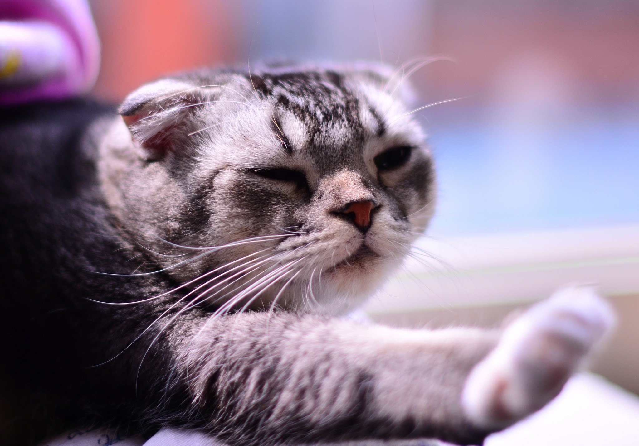 Close-up of a Scottish Fold cat with tabby markings HD Wallpaper