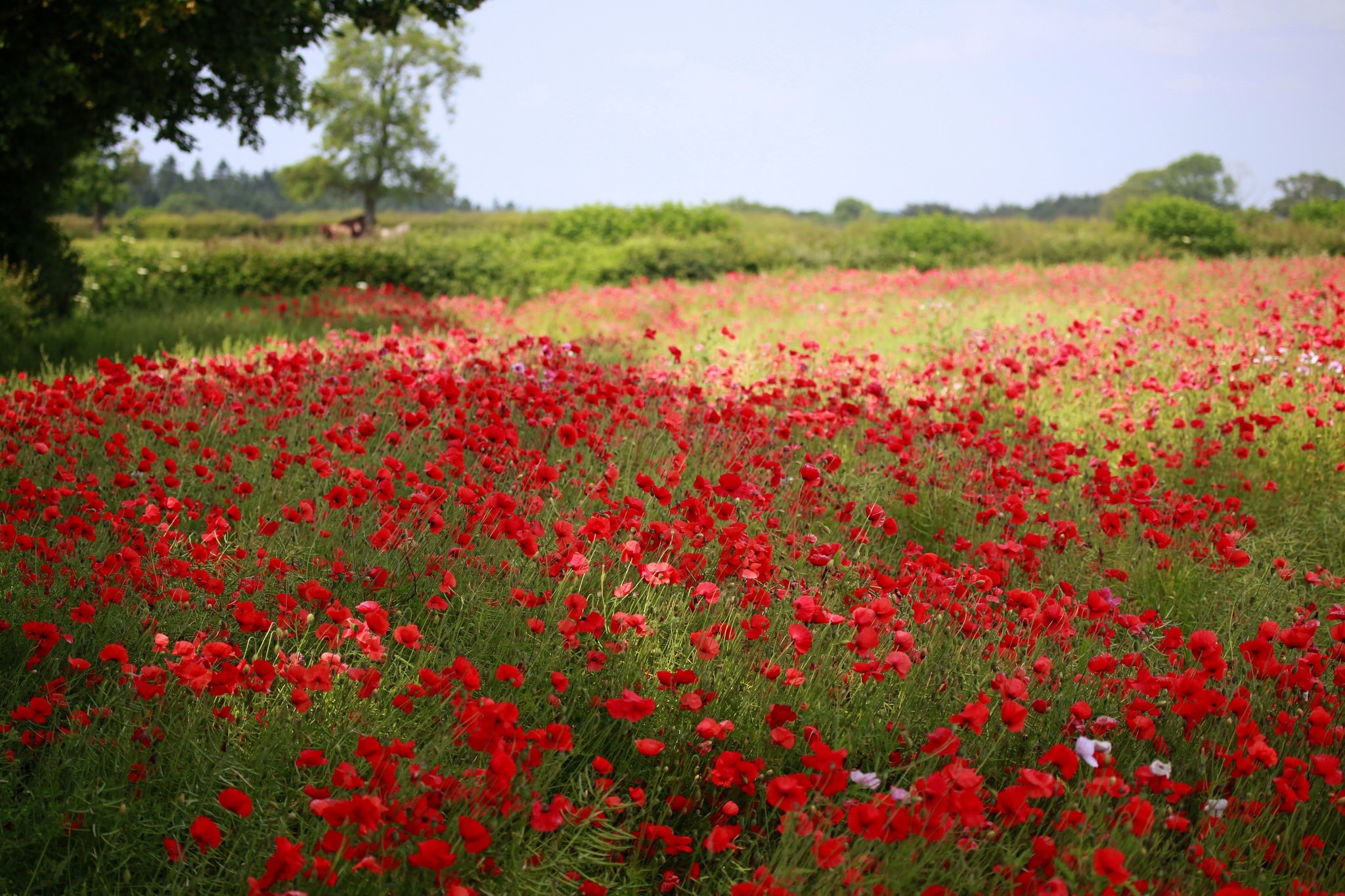 Field of Red Poppies Under a Bright Sky HD Wallpaper