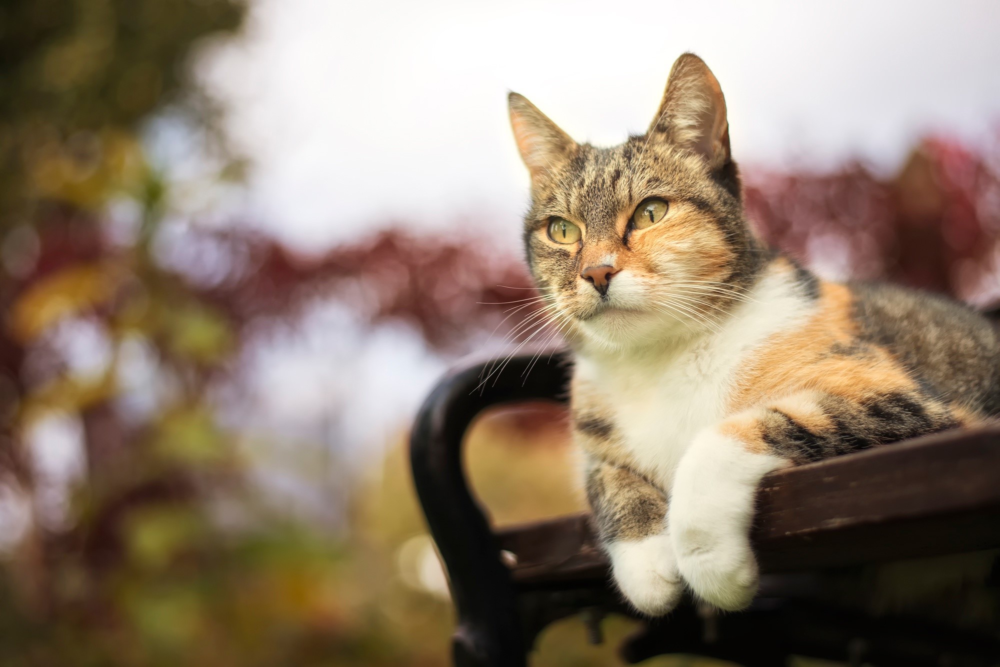 Calico cat resting on a bench HD Wallpaper