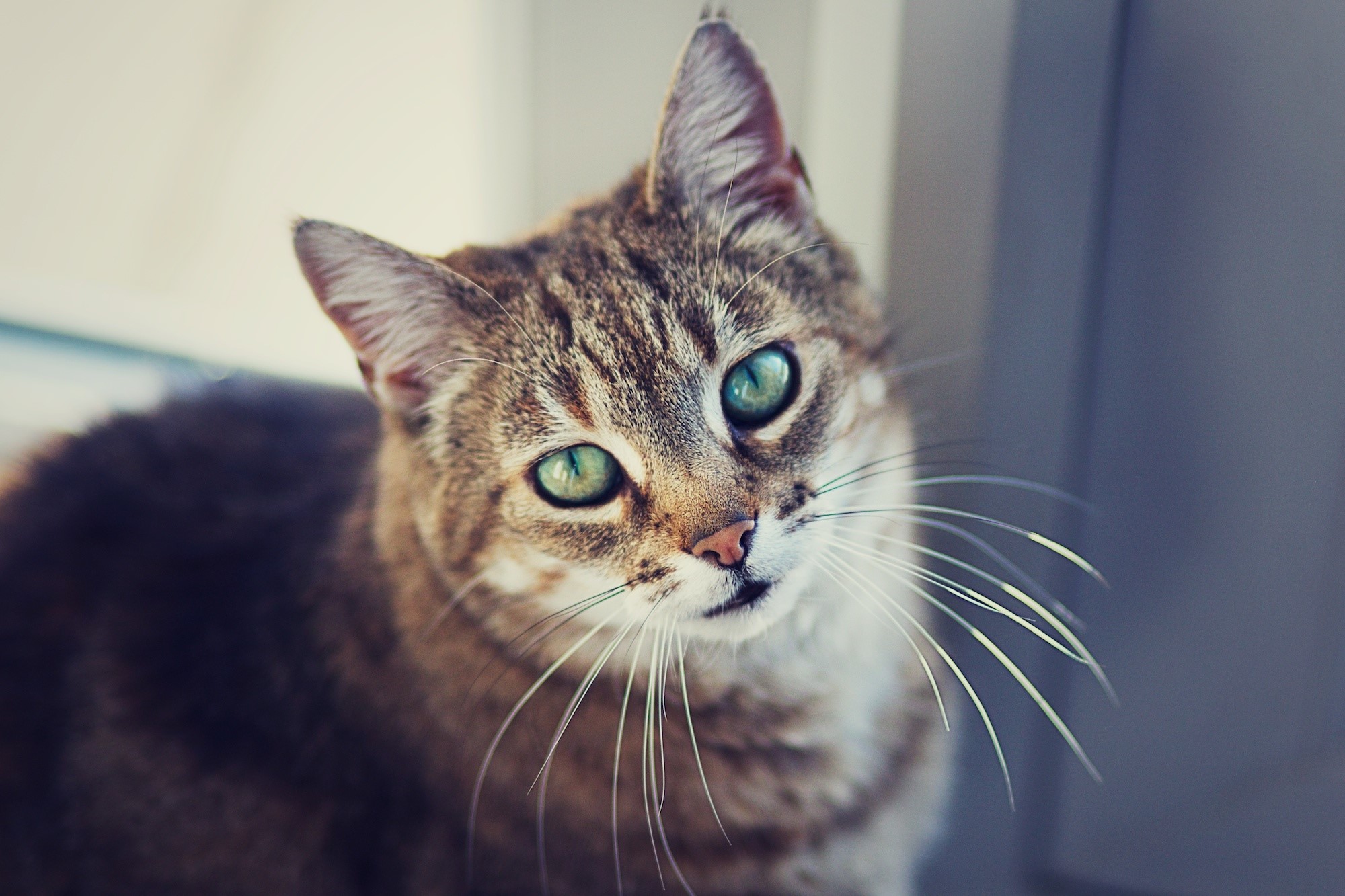 Close-up of a tabby cat with green eyes HD Wallpaper