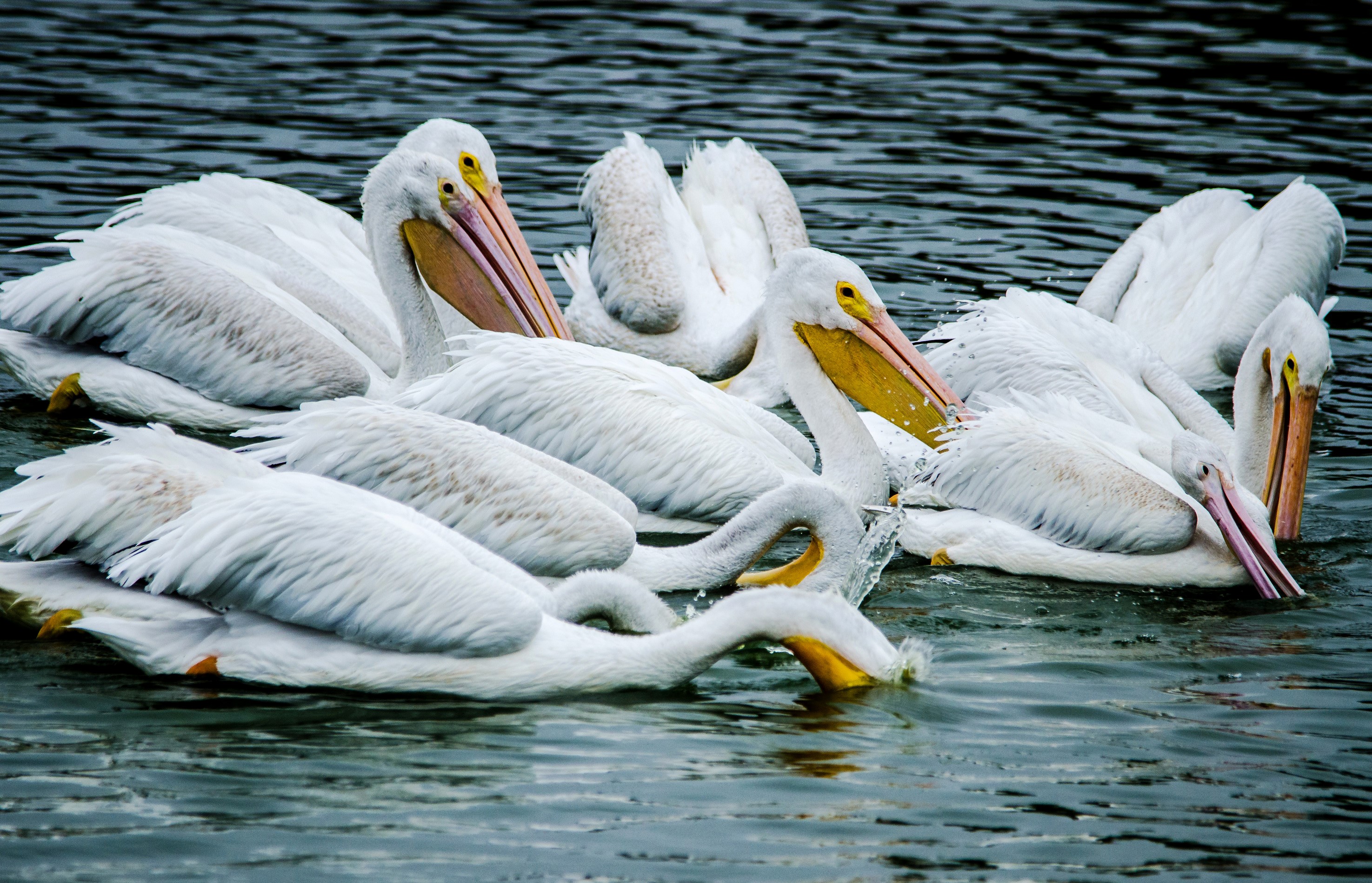 A flock of white pelicans swimming in dark water HD Wallpaper
