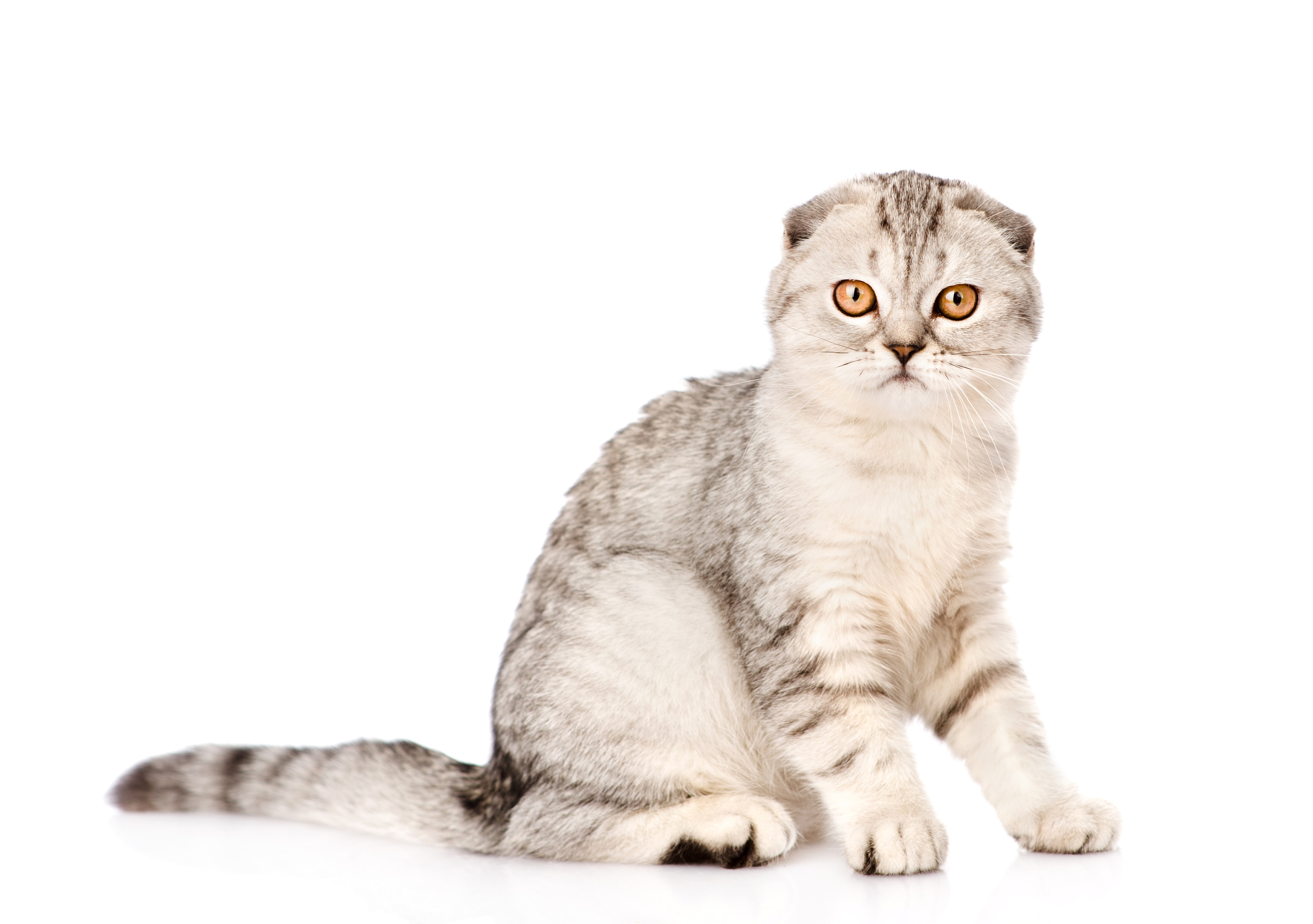 Scottish Fold Cat Sitting HD Wallpaper