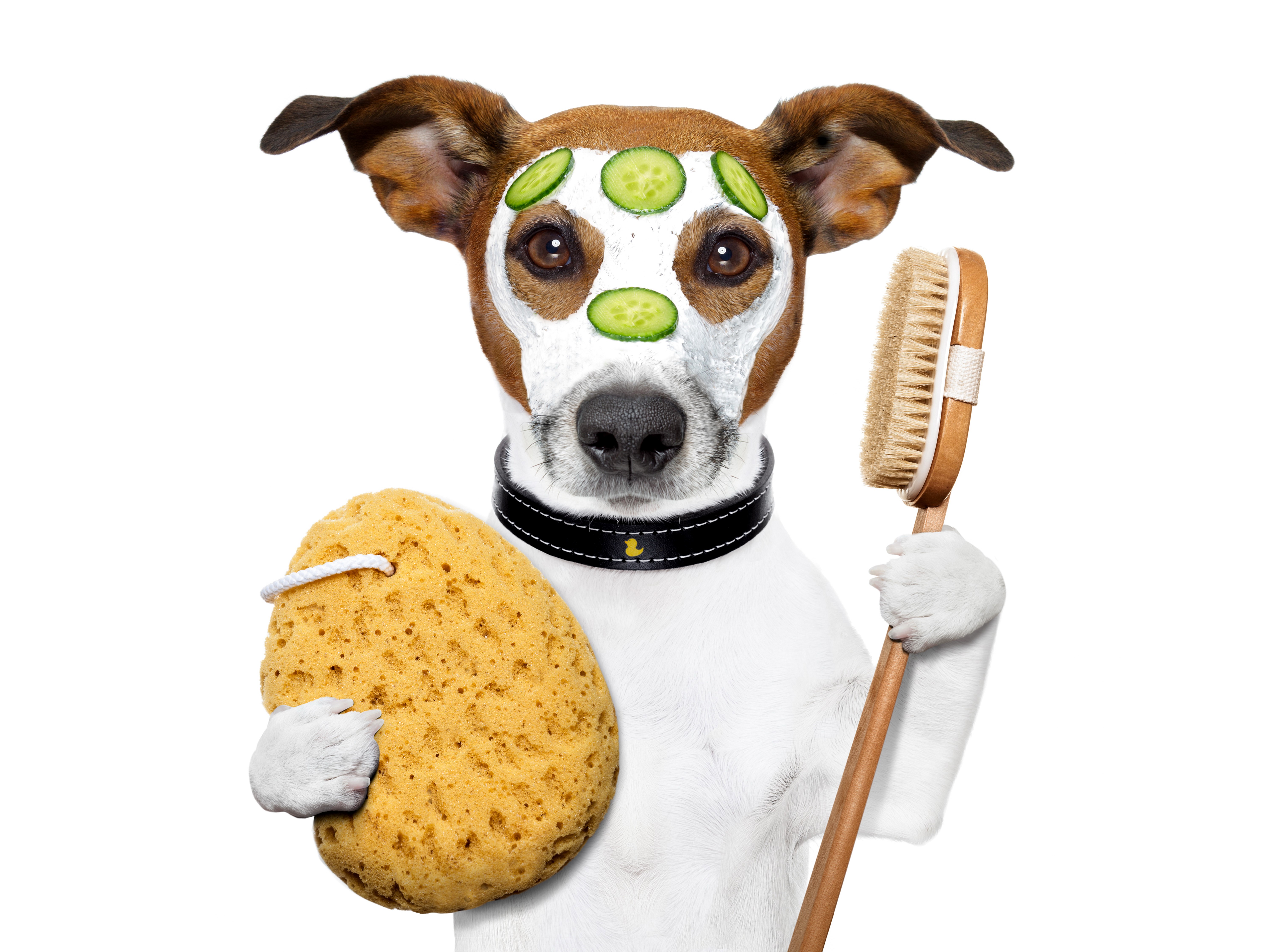Jack Russell terrier with cucumber slices on face HD Wallpaper