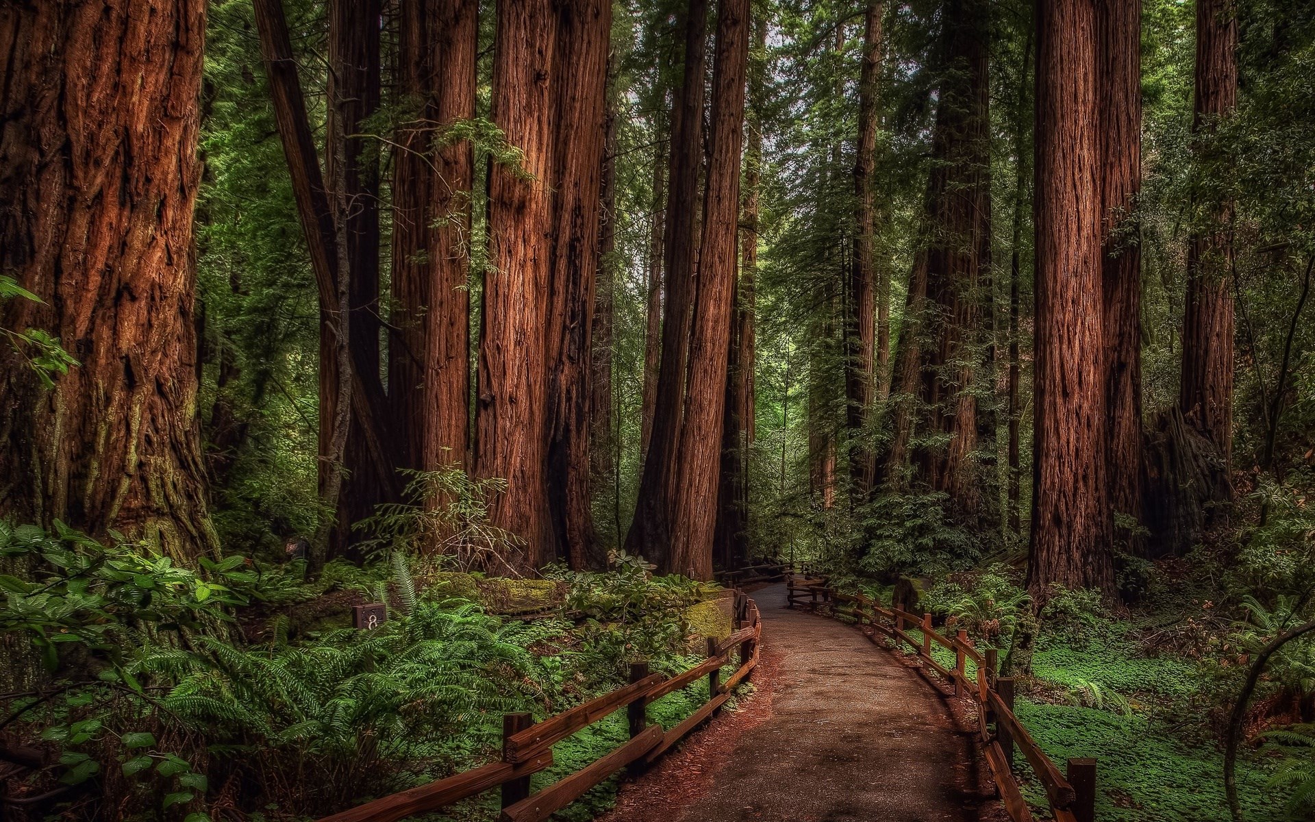 Redwood Forest Path with Wooden Fence HD Wallpaper