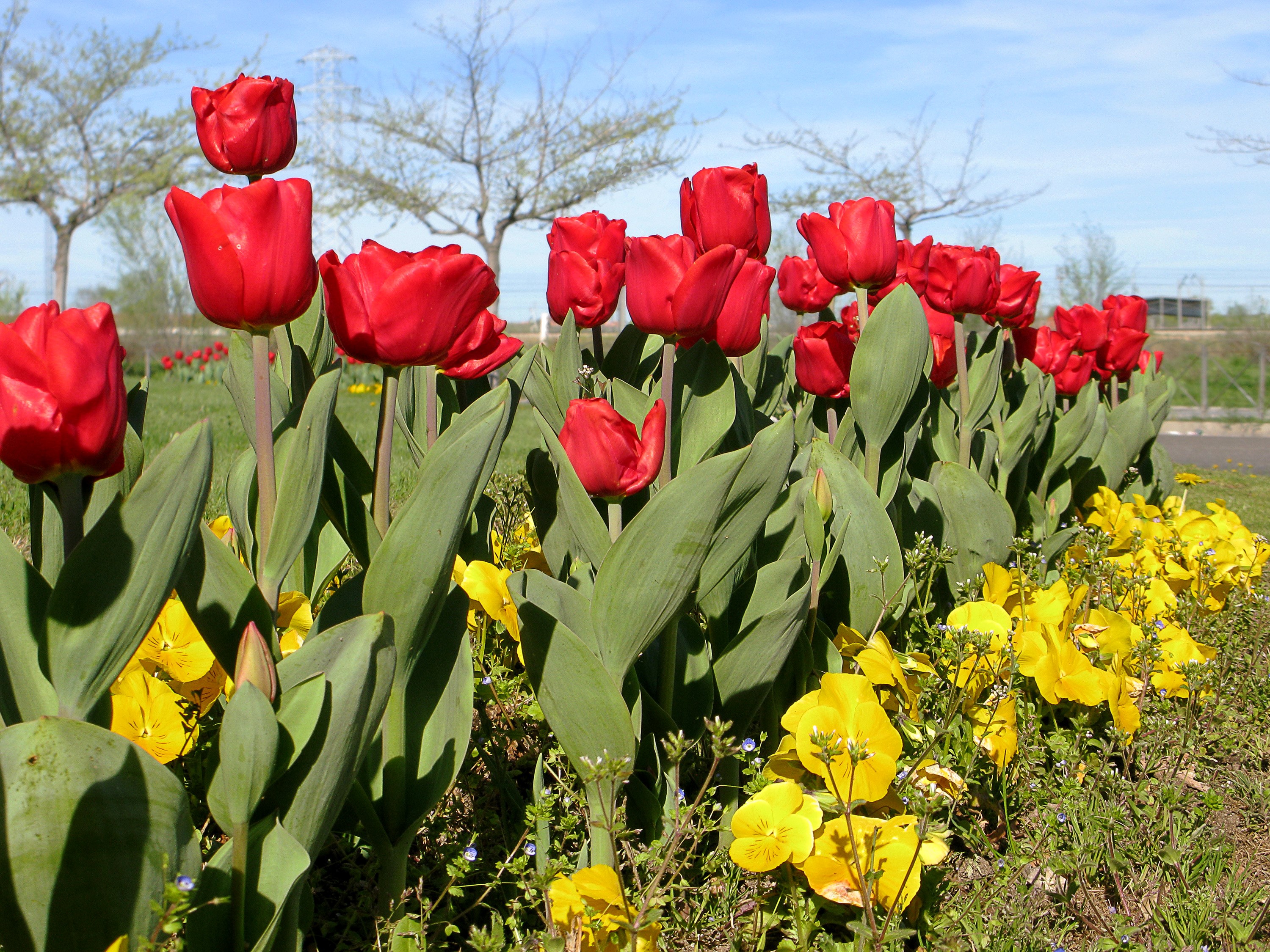 Red Tulips and Yellow Pansies in a Garden HD Wallpaper