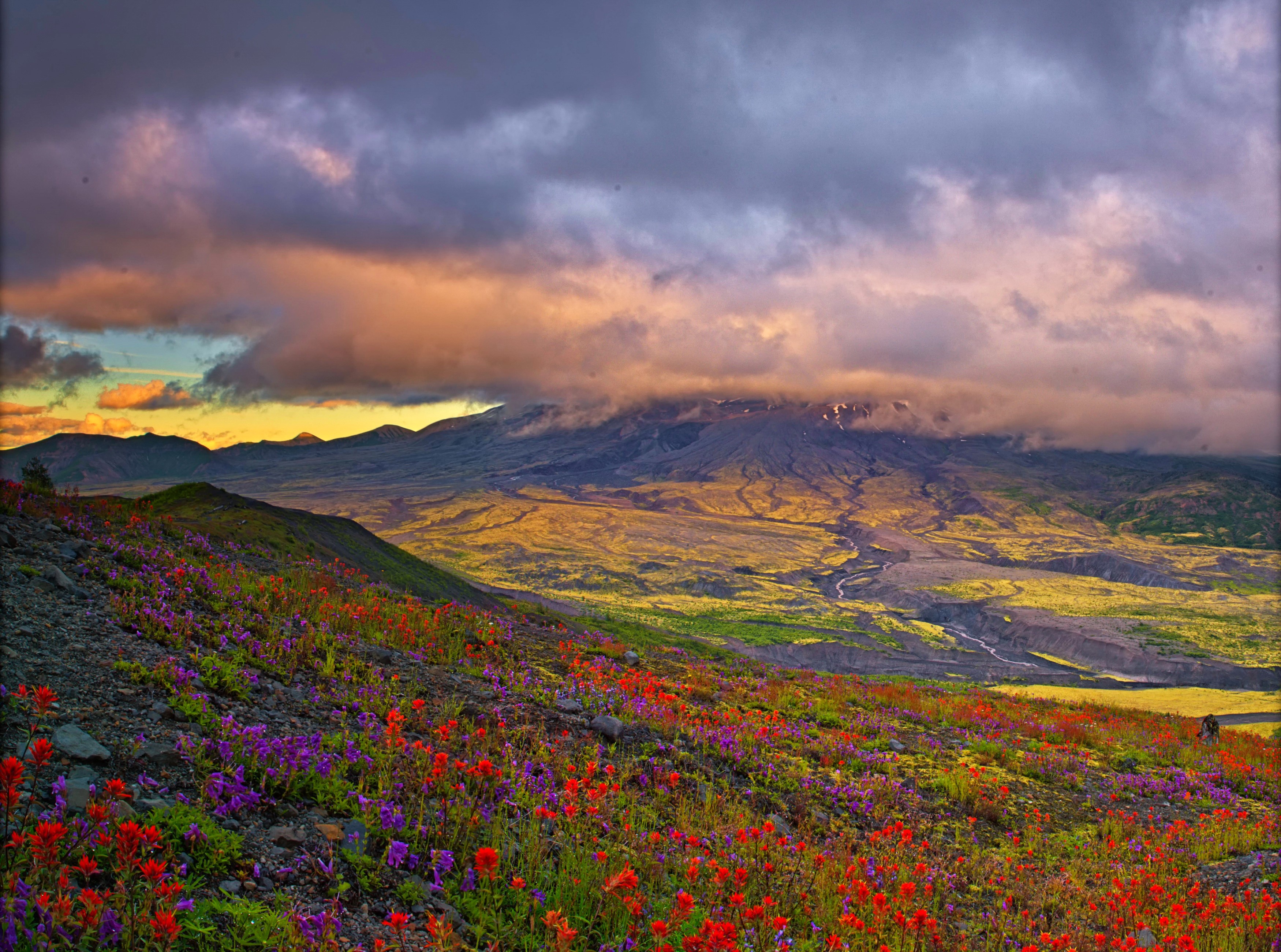 Wildflowers in front of Mount St. Helens at sunset HD Wallpaper