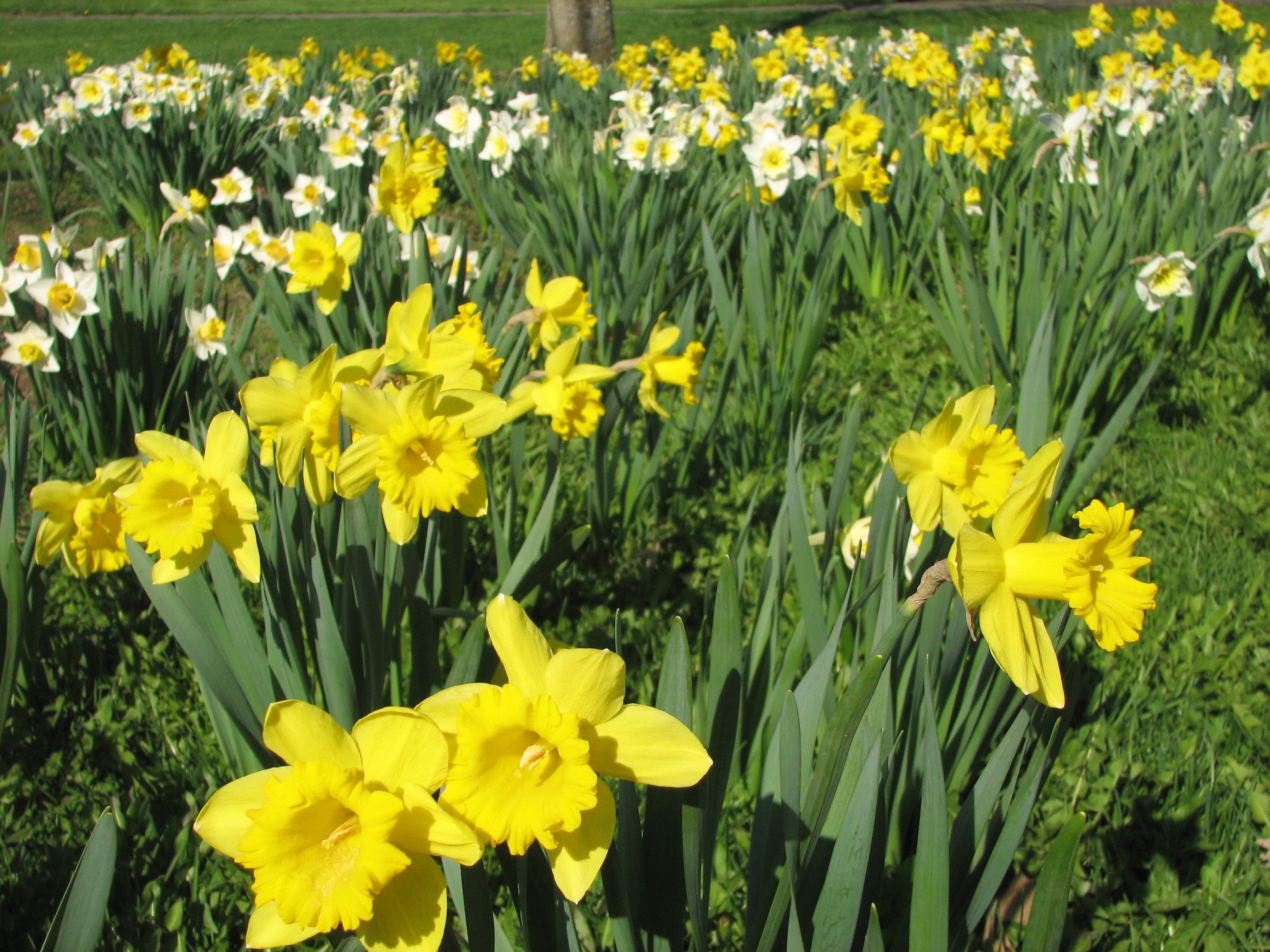Field of yellow and white daffodils HD Wallpaper